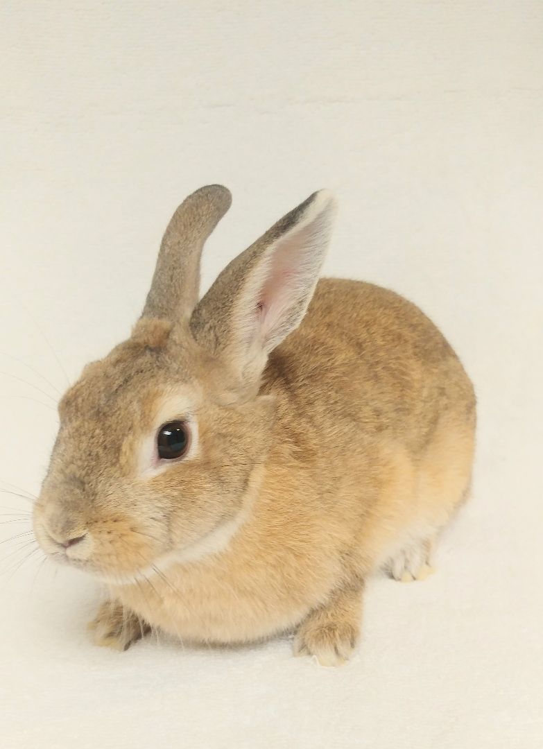 Nutcracker, Adoptable, Young Female Bunny Rabbit & Harlequin.