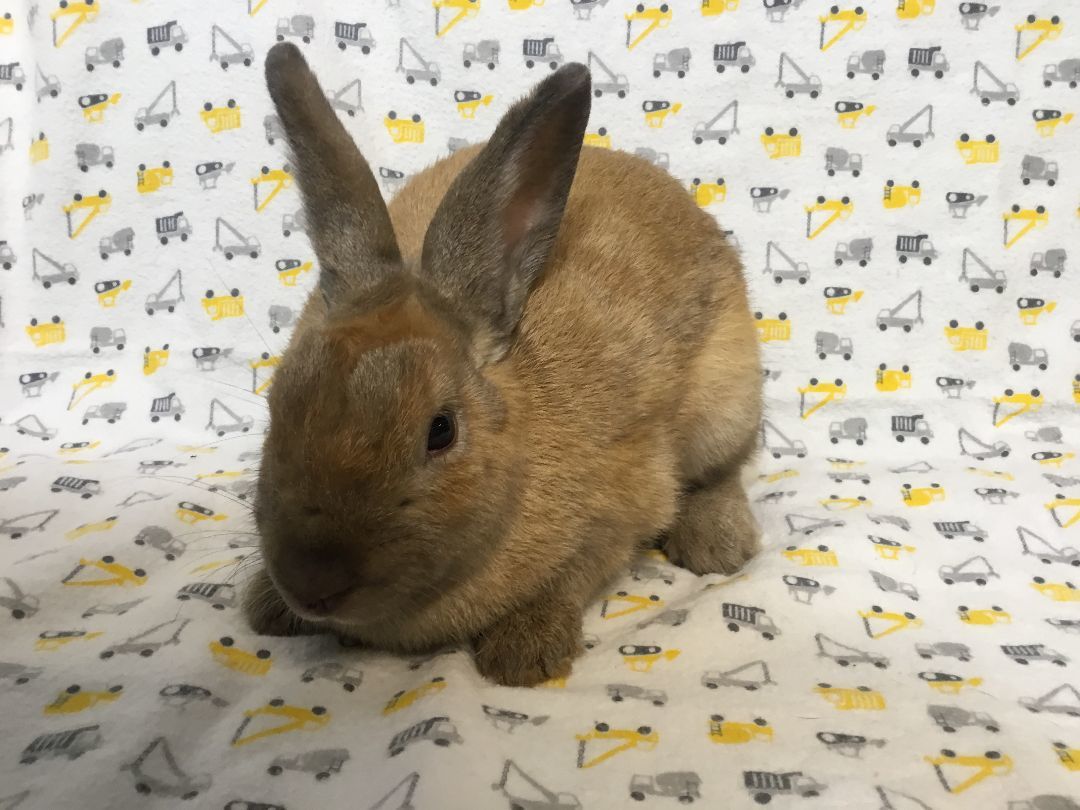 Nutcracker, a Adoptable mixed breed in Lake Elsinore, CA image 3/4