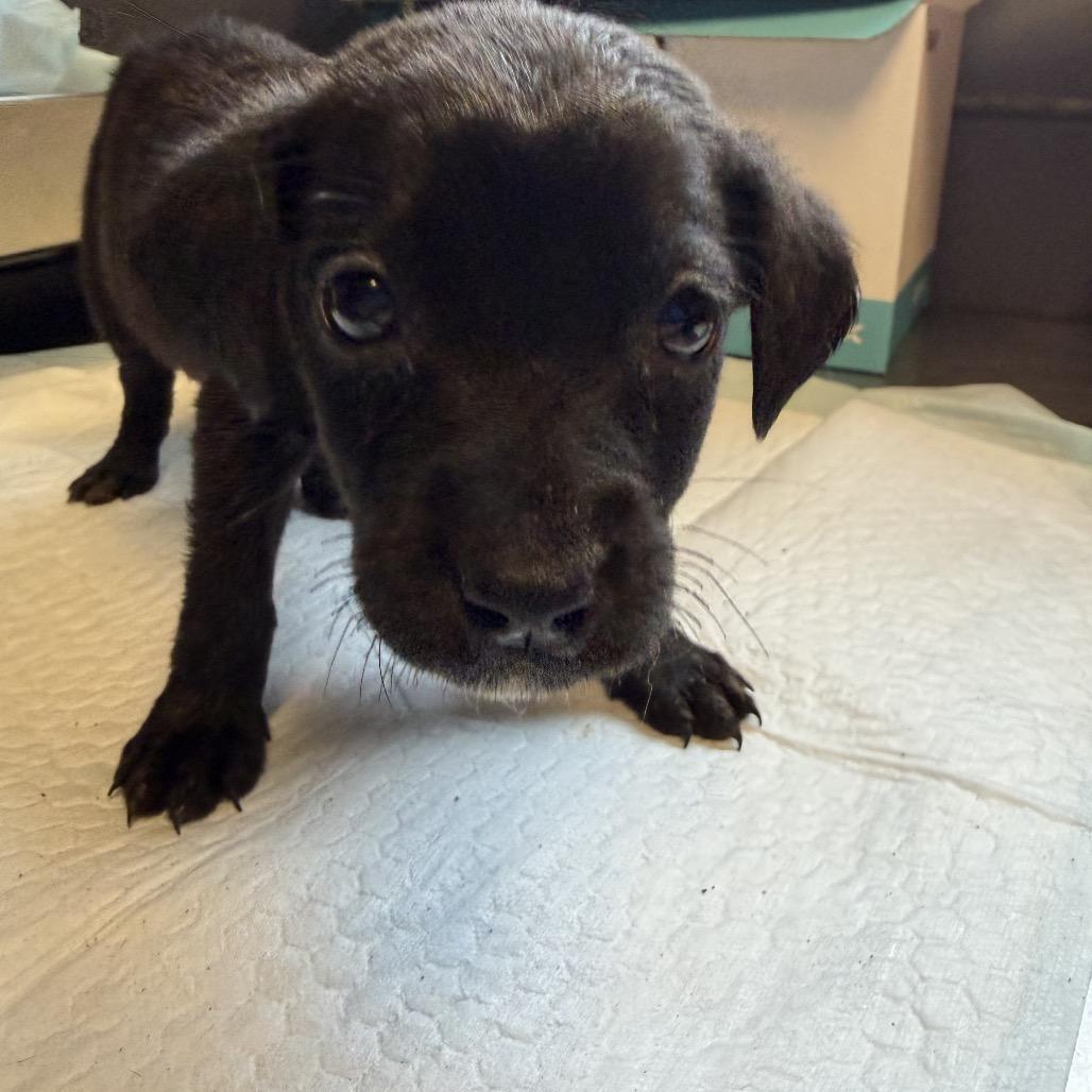 Enlarge TUSC-Stray-84574, a Adoptable mixed breed in Tuscaloosa, AL image 1/1