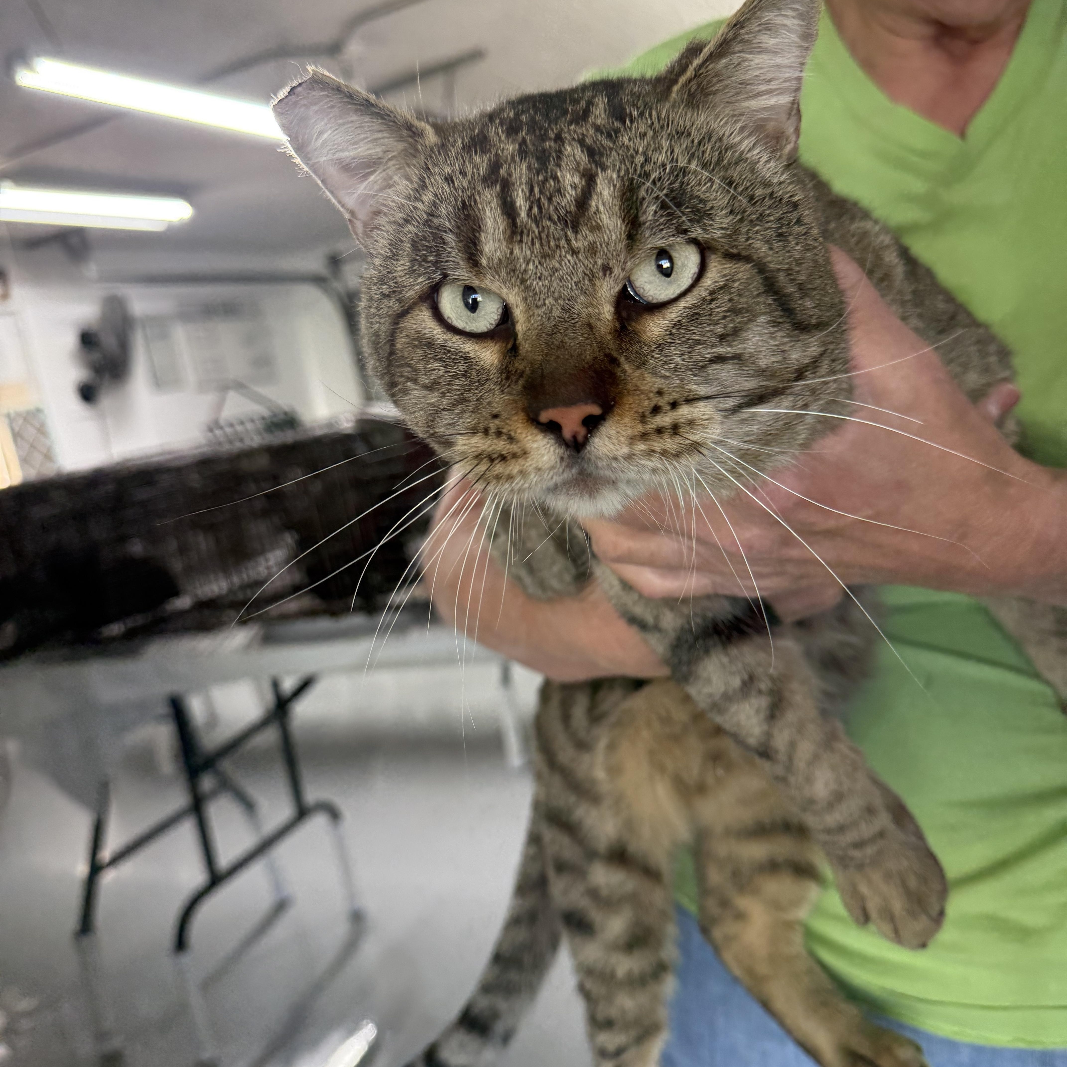 I expect dinner, Adoptable, Adult Male Tabby.