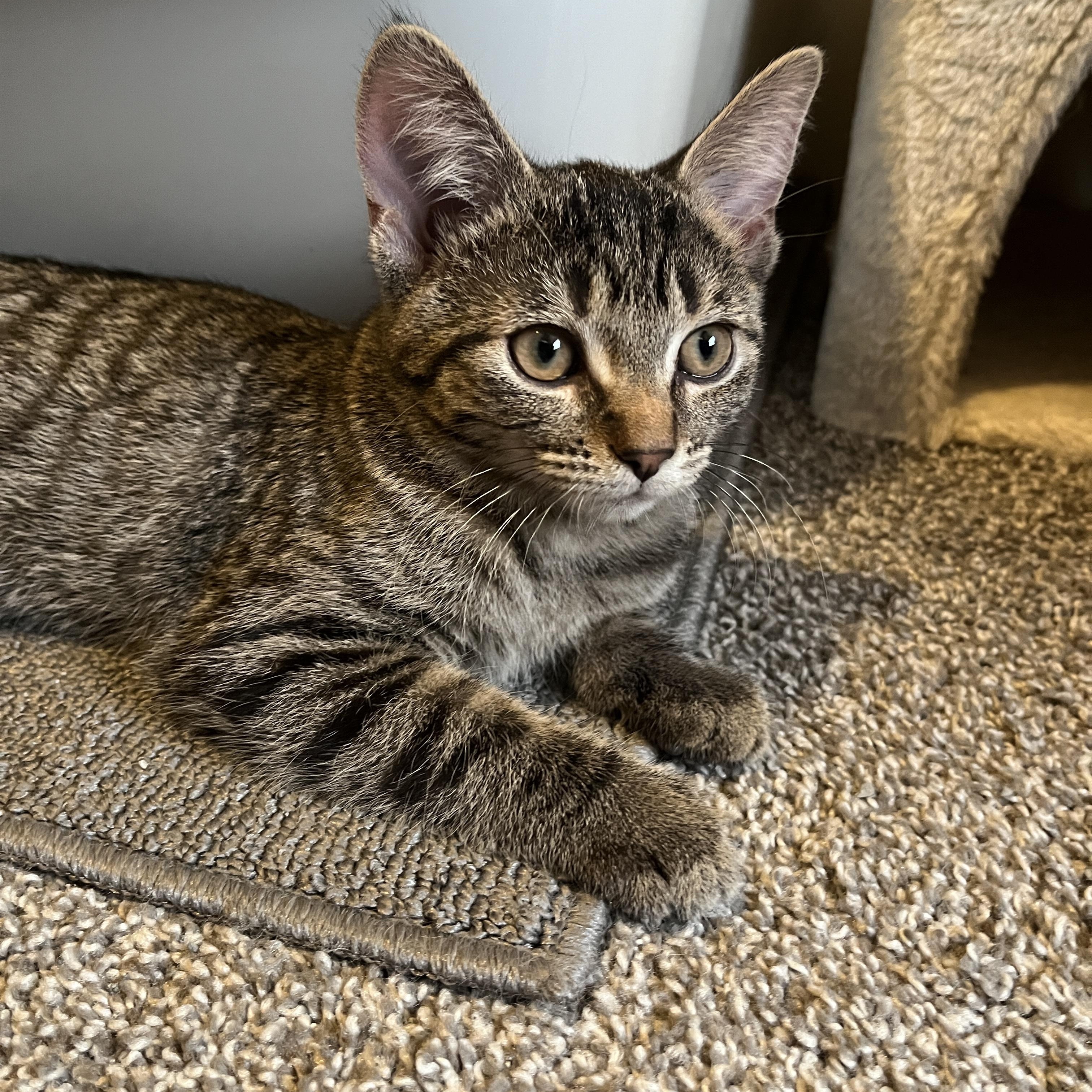 Enlarge Peach, a ADOPTABLE Domestic Short Hair in Columbus, OH image 5/6