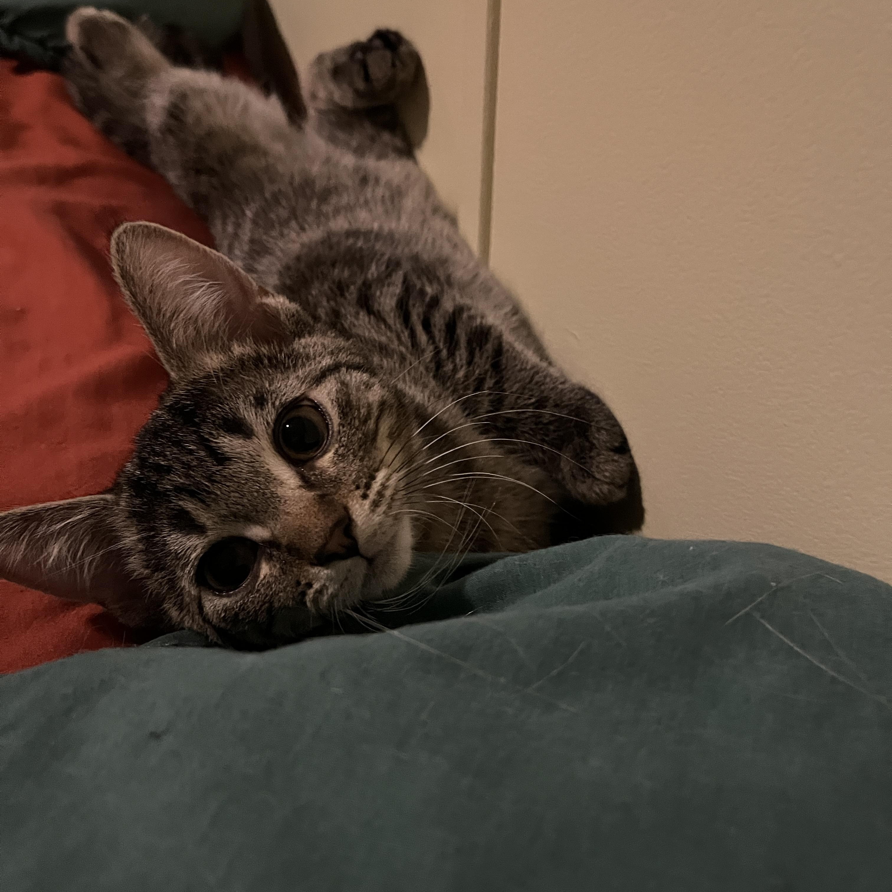 Enlarge Peach, a ADOPTABLE Domestic Short Hair in Columbus, OH image 3/6