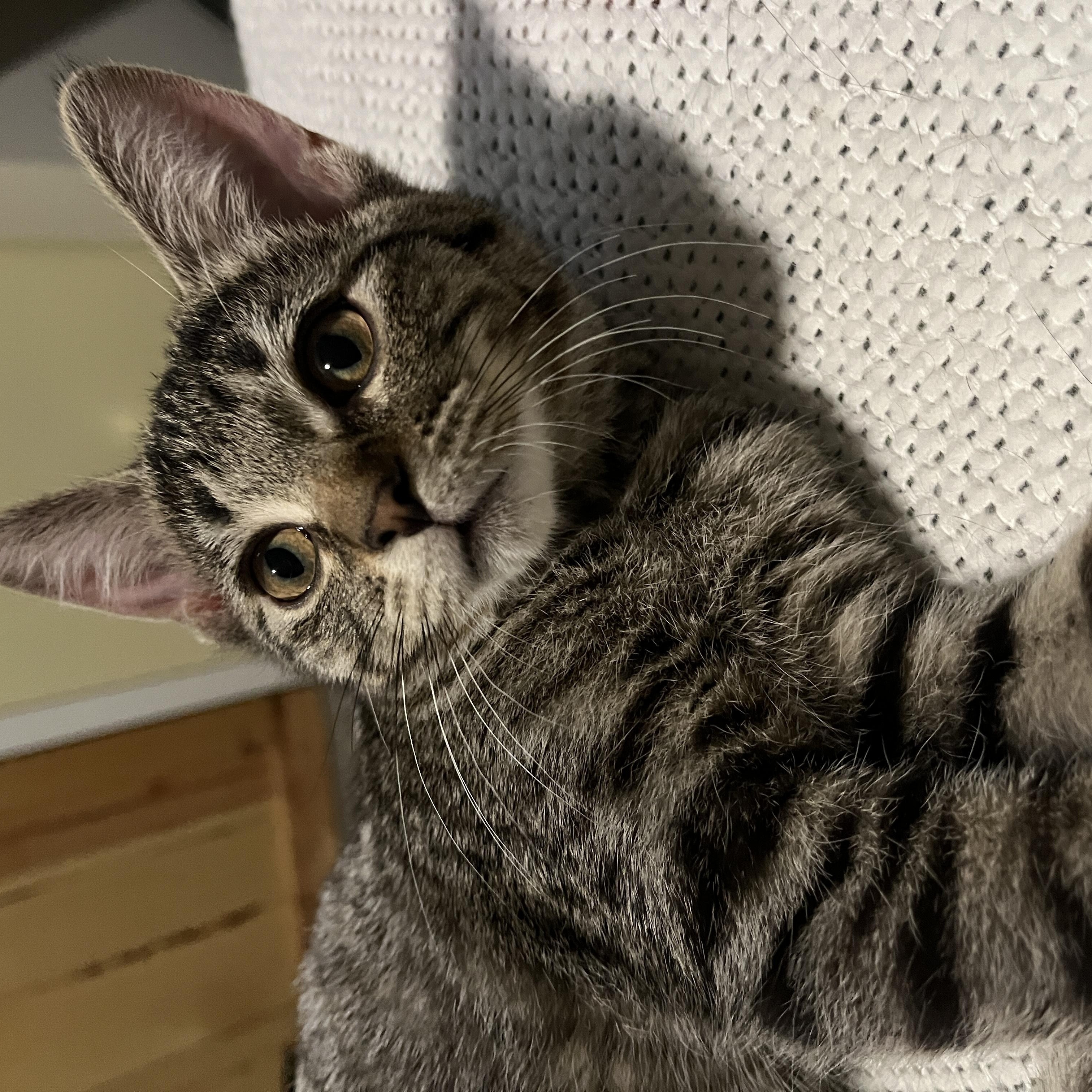 Enlarge Peach, a ADOPTABLE Domestic Short Hair in Columbus, OH image 2/6
