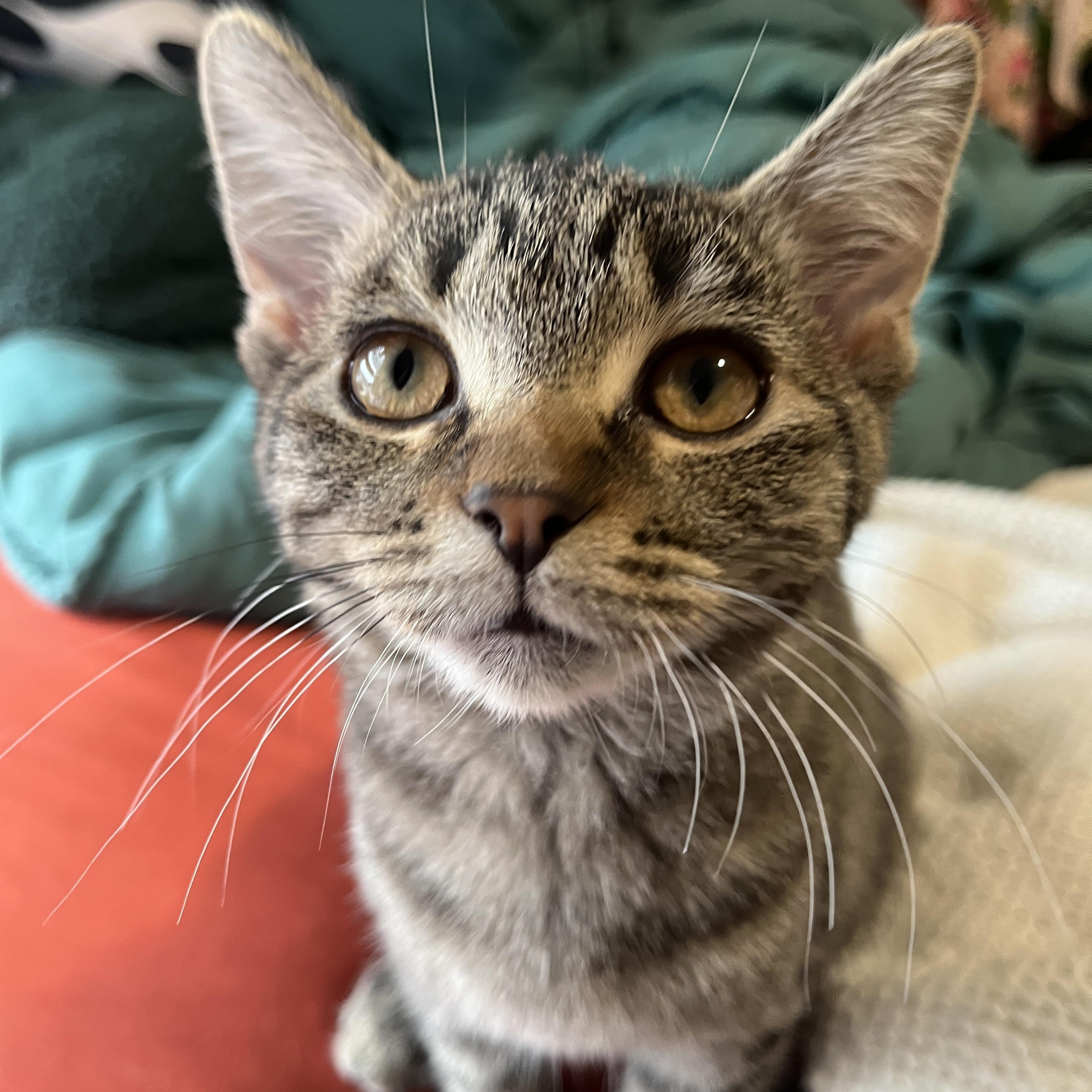 Peach, an adopted Domestic Short Hair in Columbus, OH image 1/6