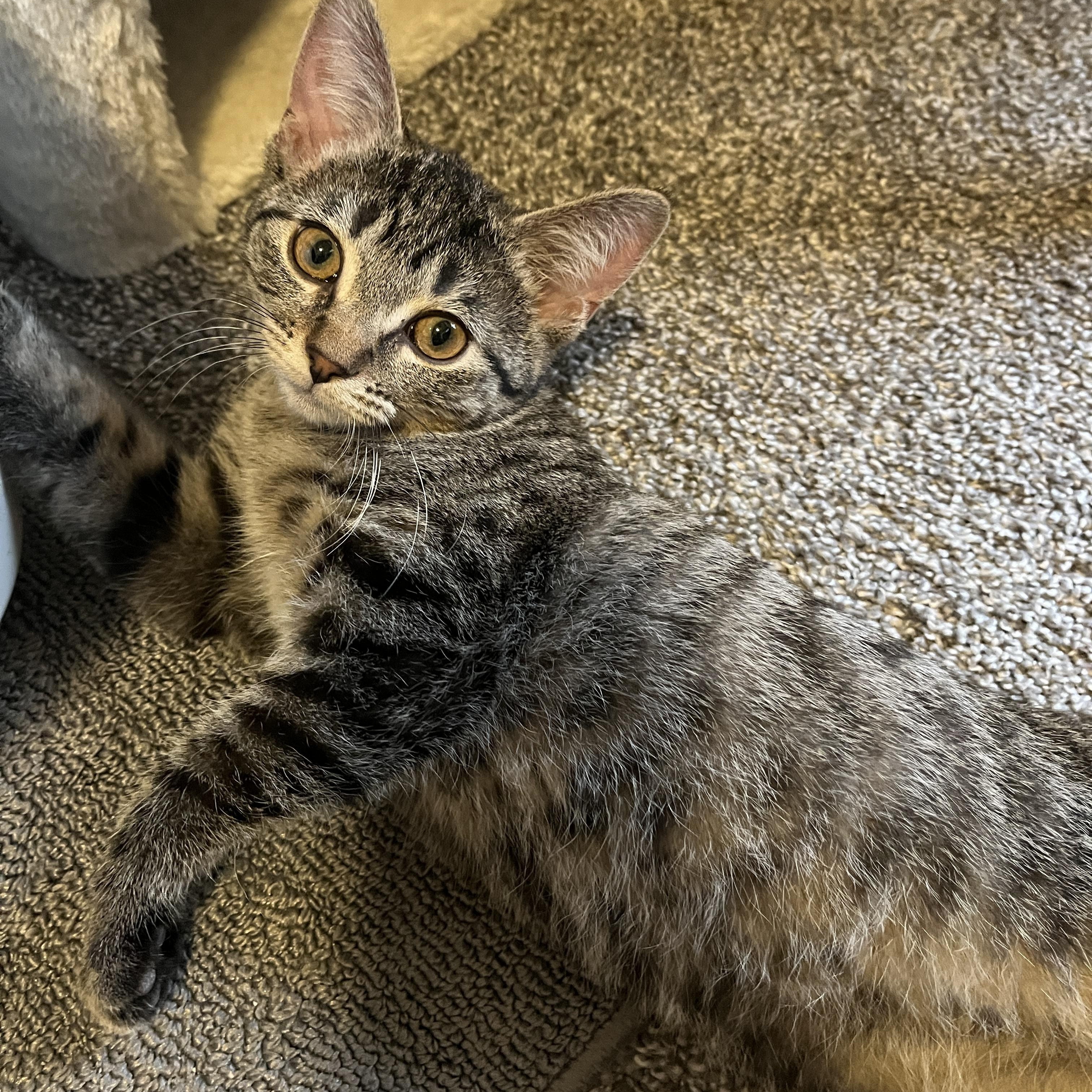 Enlarge Peach, a ADOPTABLE Domestic Short Hair in Columbus, OH image 6/6