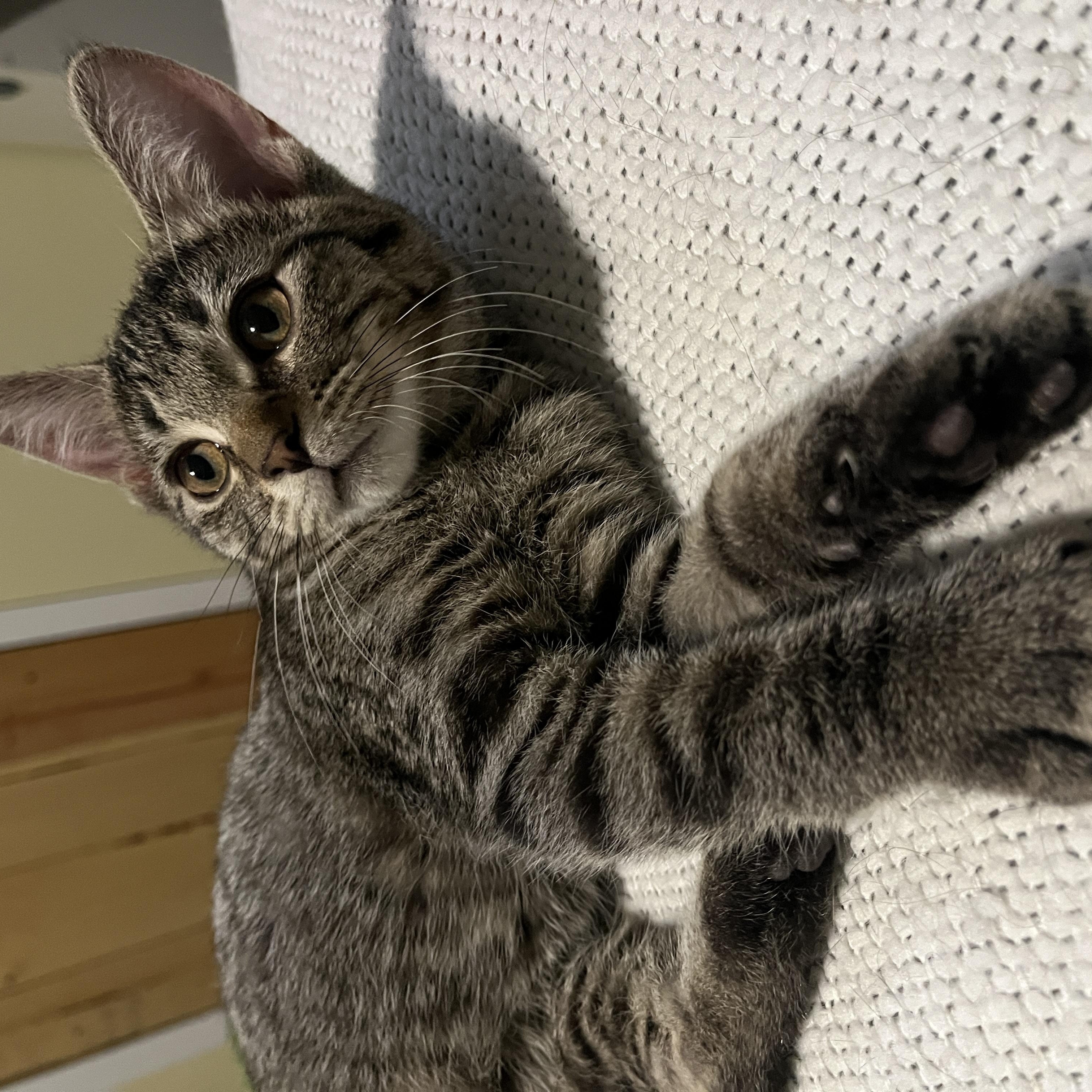 Enlarge Peach, a ADOPTABLE Domestic Short Hair in Columbus, OH image 4/6
