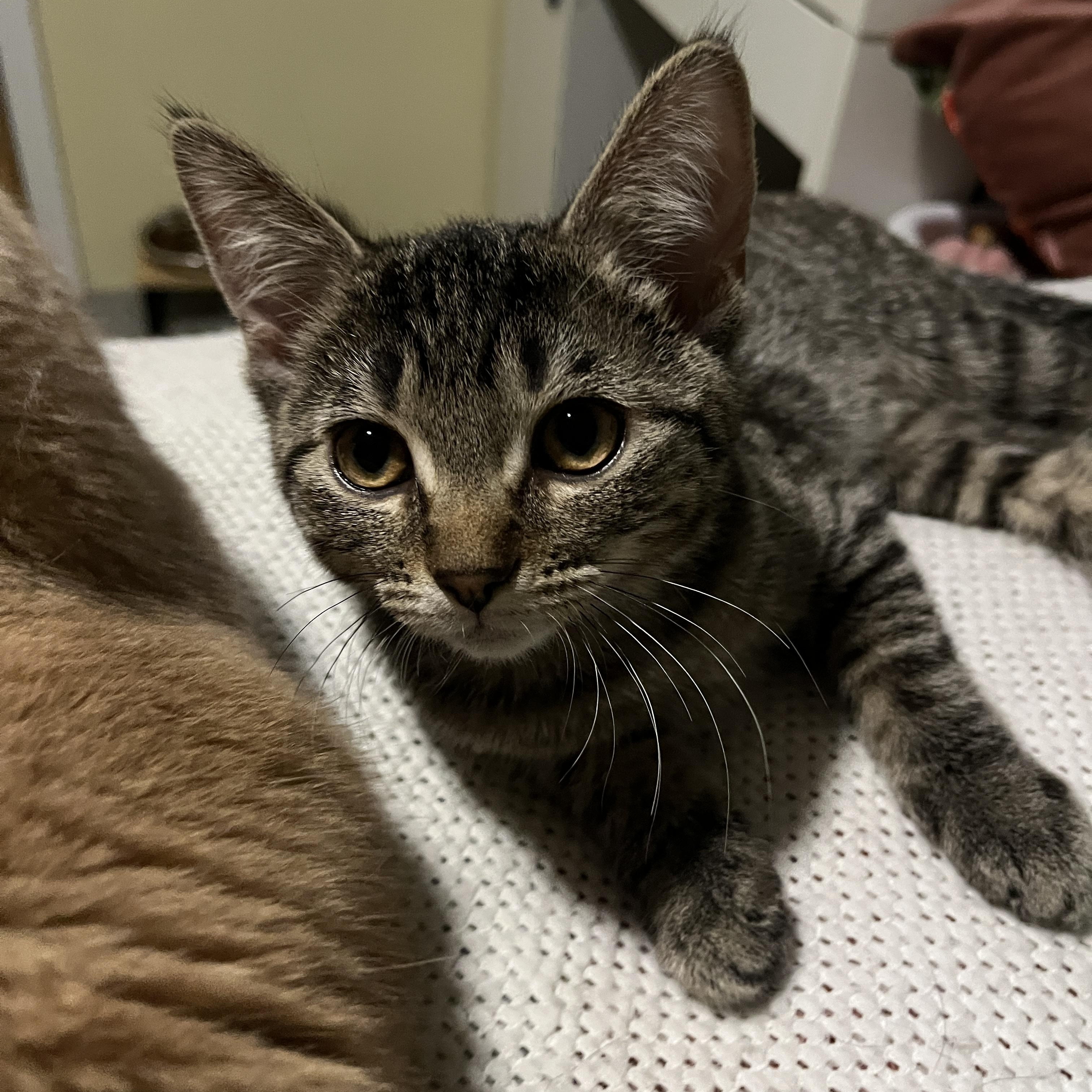 Peach, ADOPTABLE, Kitten Female Domestic Short Hair.