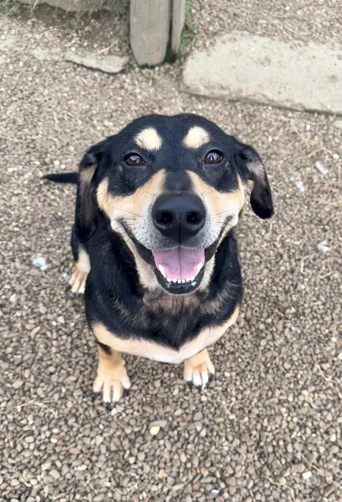 Enlarge SASSIE, a Adoptable mixed breed in Lexington, TN image 1/5