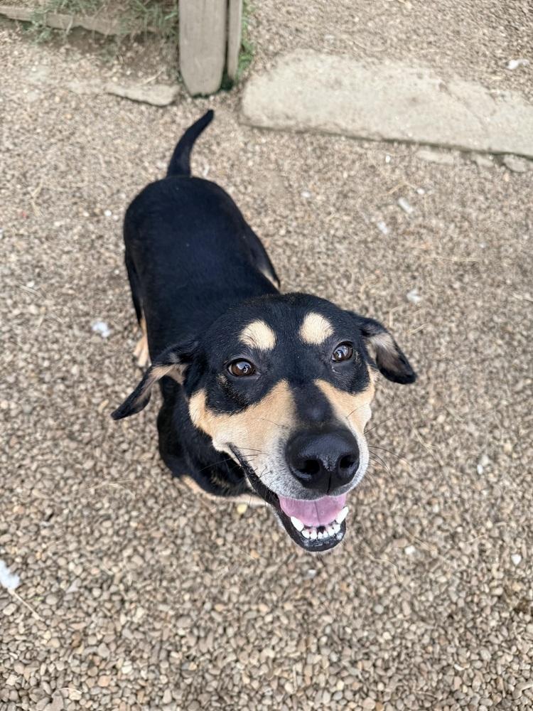 Enlarge SASSIE, a Adoptable mixed breed in Lexington, TN image 2/5