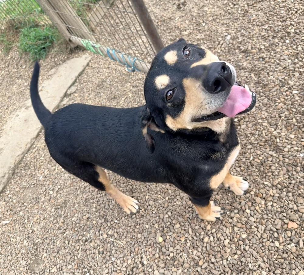 Enlarge SASSIE, a Adoptable mixed breed in Lexington, TN image 3/5