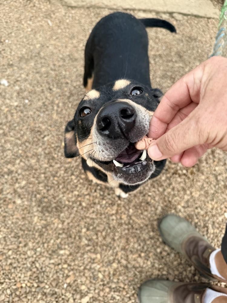 Enlarge SASSIE, a Adoptable mixed breed in Lexington, TN image 4/5