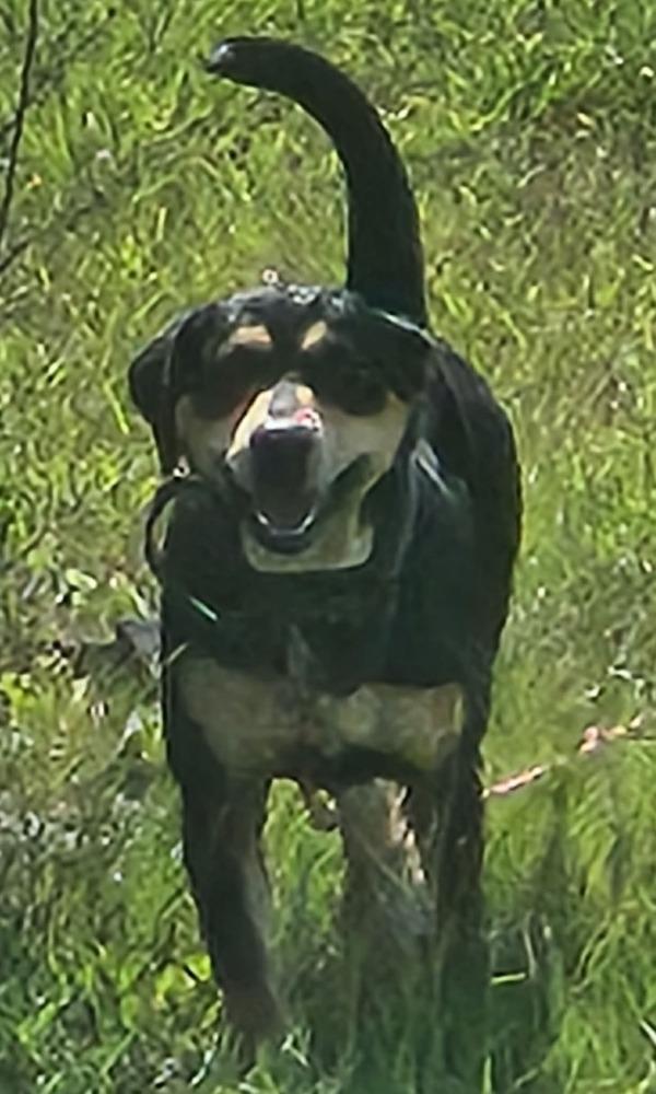 Enlarge SASSIE, a Adoptable mixed breed in Lexington, TN image 5/5