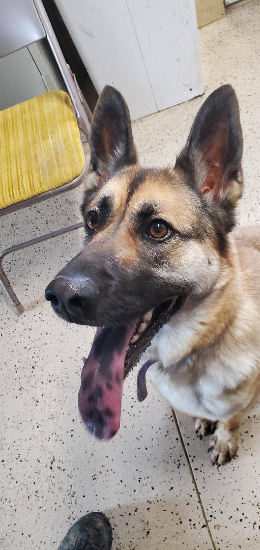 Enlarge Xena, a Adoptable German Shepherd Dog in Walthill, NE image 5/5