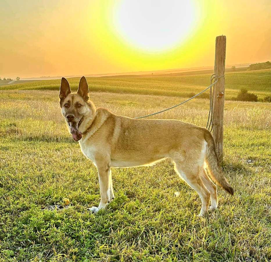 Enlarge Xena, a Adoptable German Shepherd Dog in Walthill, NE image 3/5