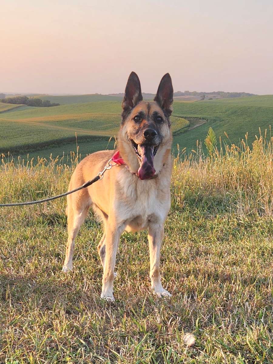 Enlarge Xena, a Adoptable German Shepherd Dog in Walthill, NE image 4/5