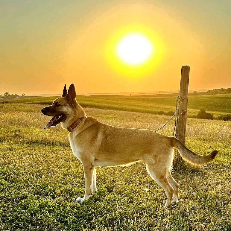 Enlarge Xena, a Adoptable German Shepherd Dog in Walthill, NE image 1/5