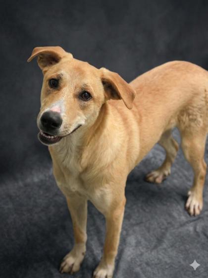 Enlarge Veronica, a Adoptable mixed breed in Bowling Green, KY image 1/3