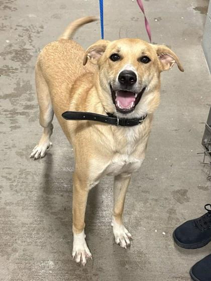 Enlarge Veronica, a Adoptable mixed breed in Bowling Green, KY image 2/3