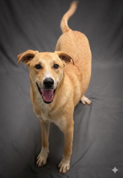 Enlarge Veronica, a Adoptable mixed breed in Bowling Green, KY image 3/3
