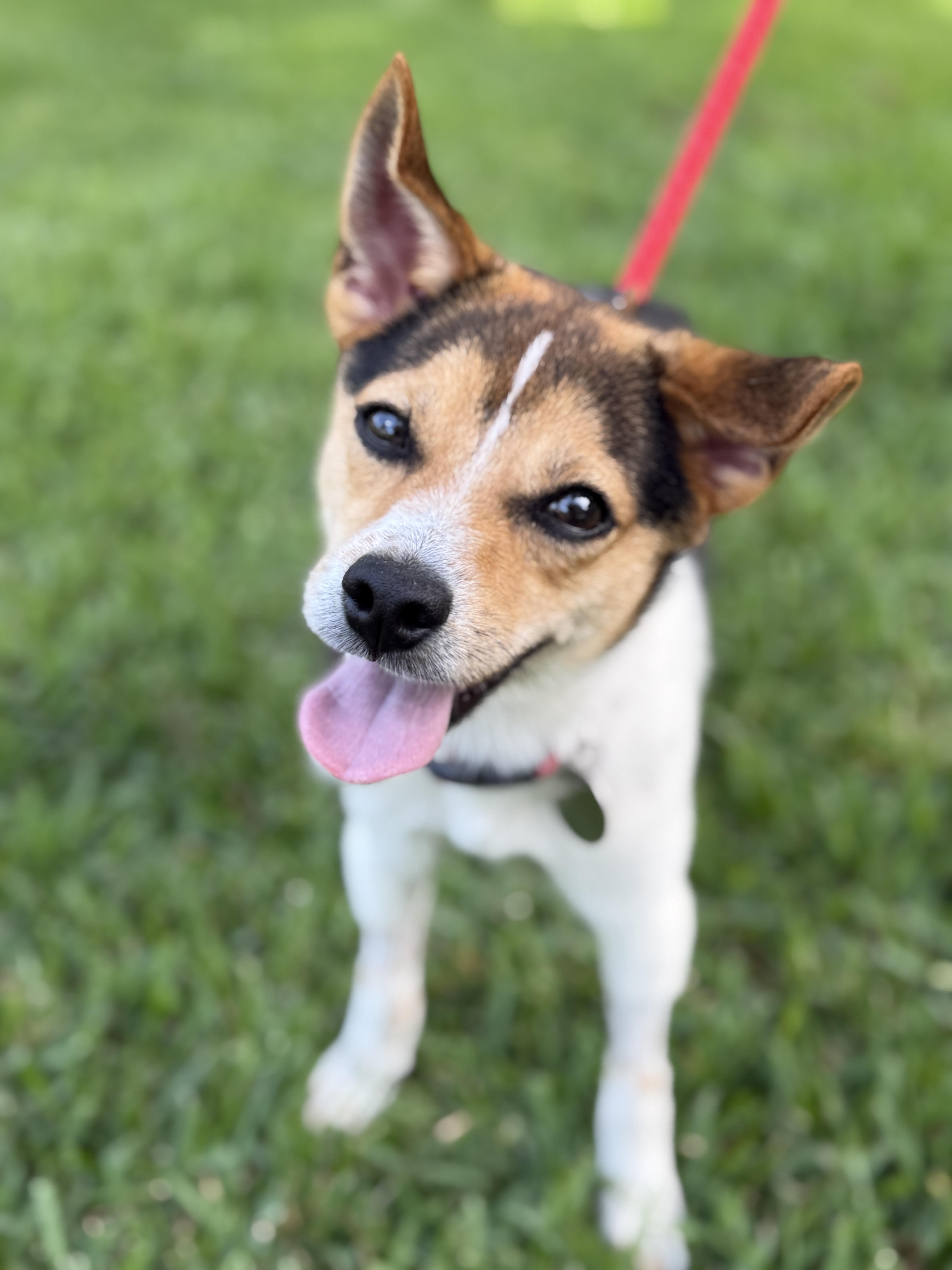 ROO IS BEING FOSTERED IN HOUSTON TEXAS OUT-OF-STATE TRANSPORTATION CAN BE ARRANGED  MEET ROO Thi
