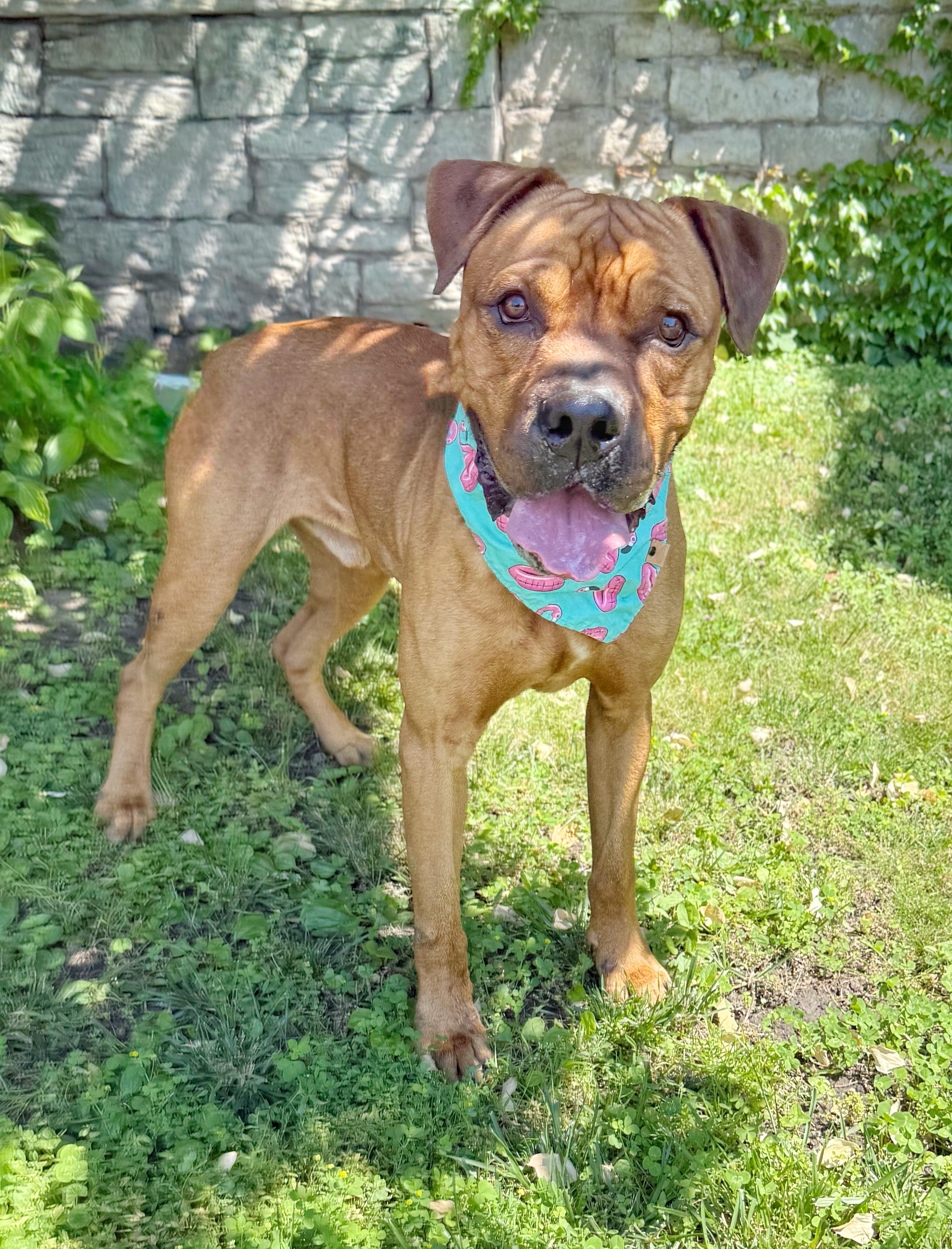 Fred, ADOPTABLE, Young Male American Bully & Boxer.
