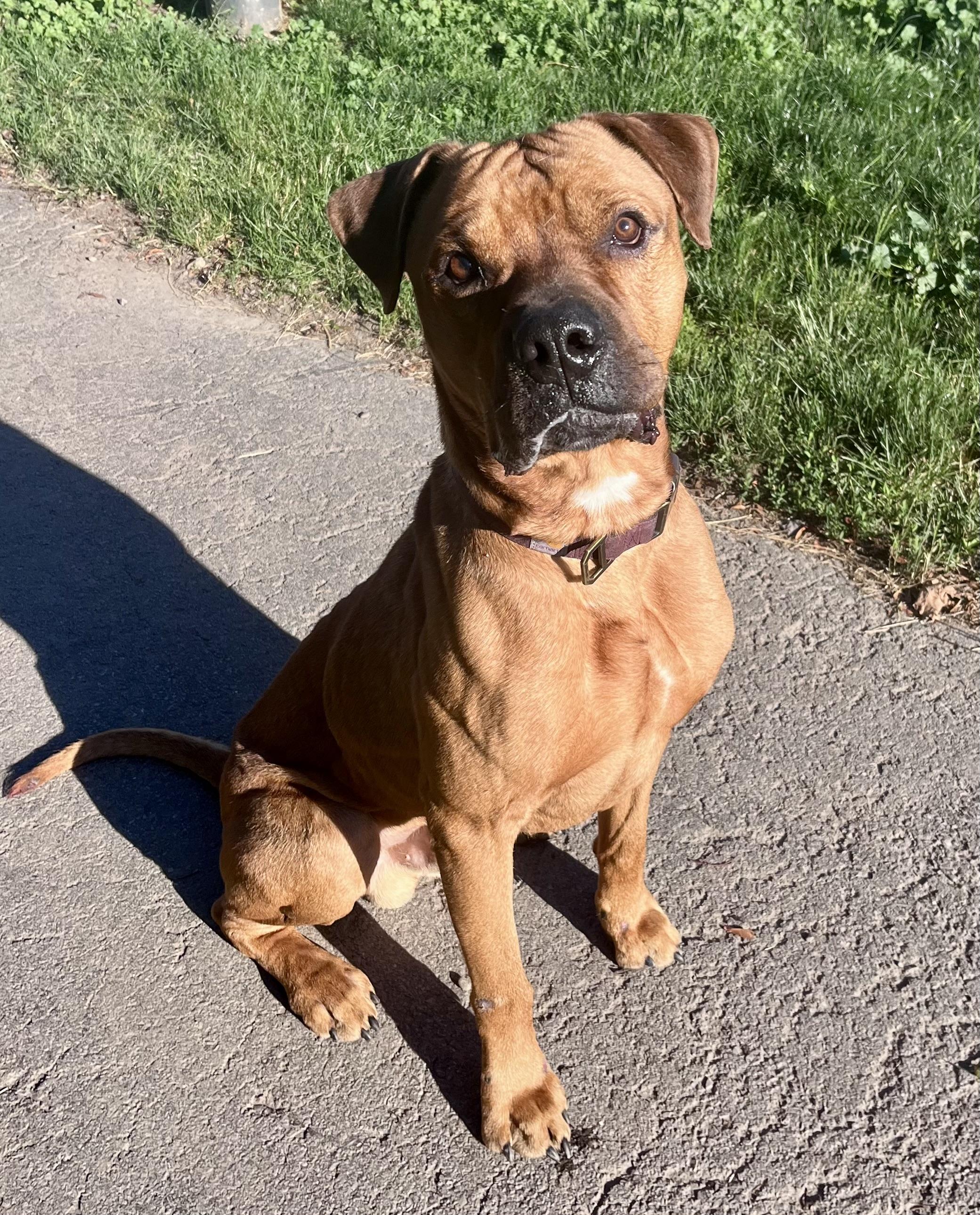 Enlarge Fred, a ADOPTABLE mixed breed in Buffalo, NY image 4/6