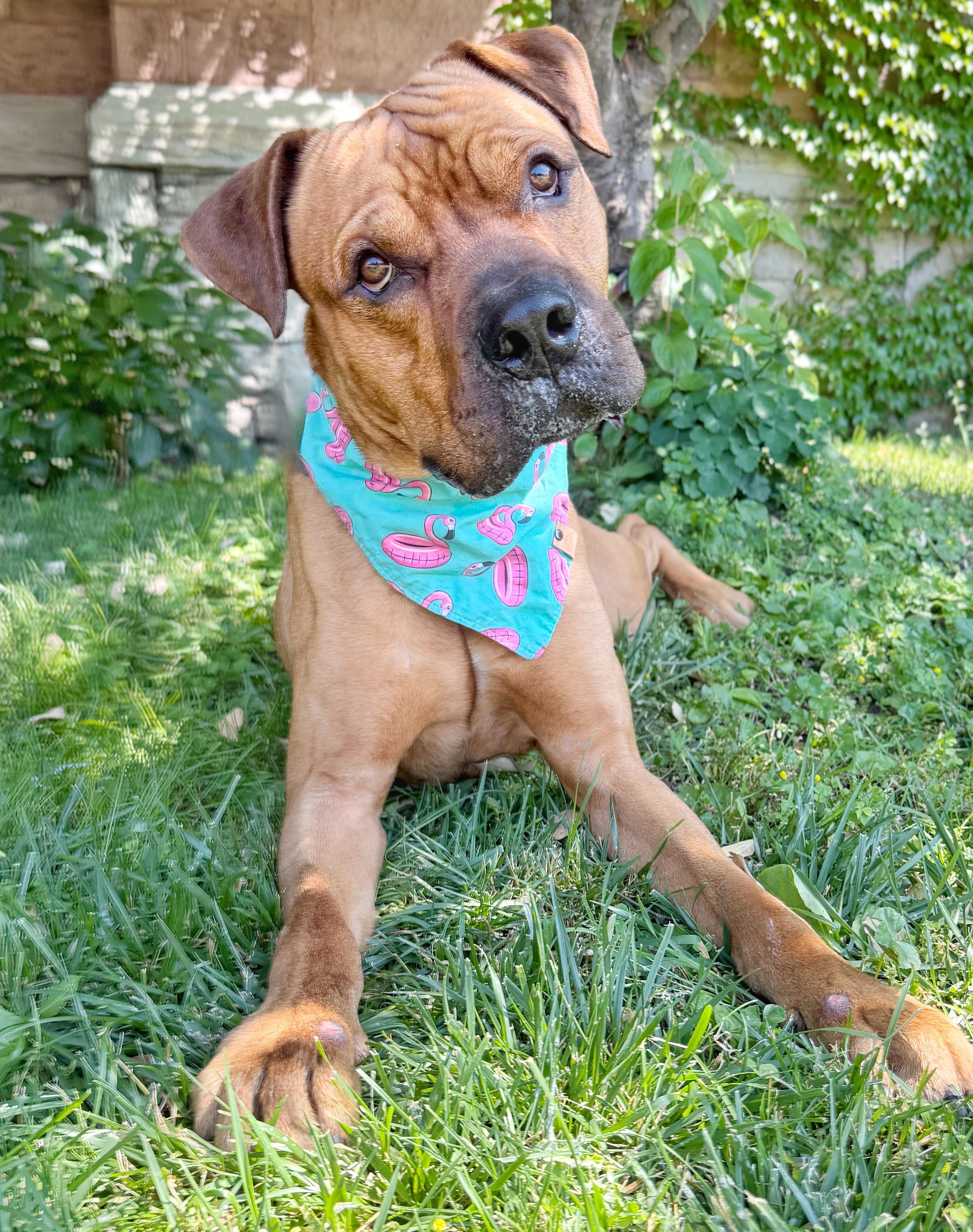 Enlarge Fred, a ADOPTABLE mixed breed in Buffalo, NY image 5/6