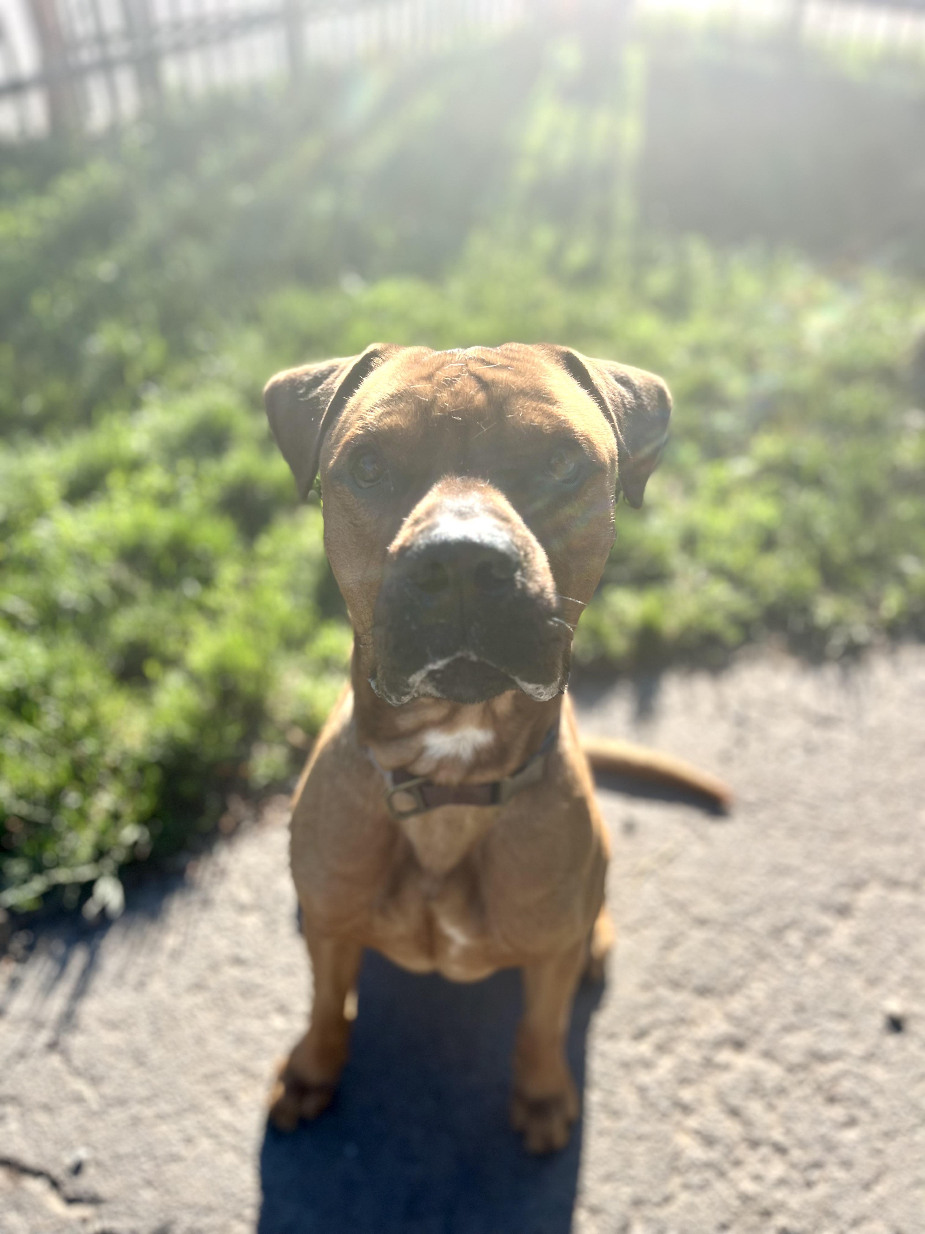 Enlarge Fred, a ADOPTABLE mixed breed in Buffalo, NY image 3/6