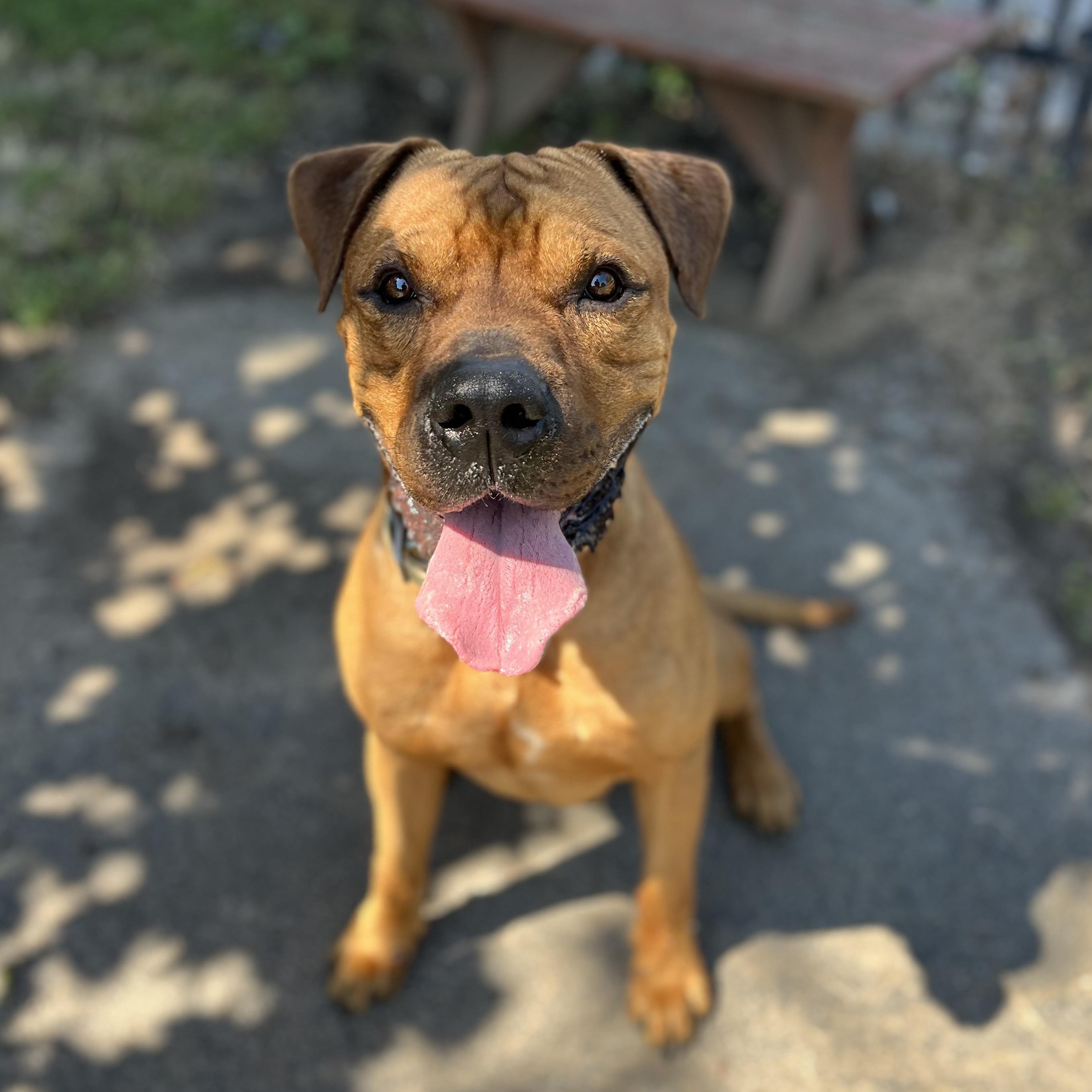 Fred, a ADOPTABLE mixed breed in Buffalo, NY image 5/6