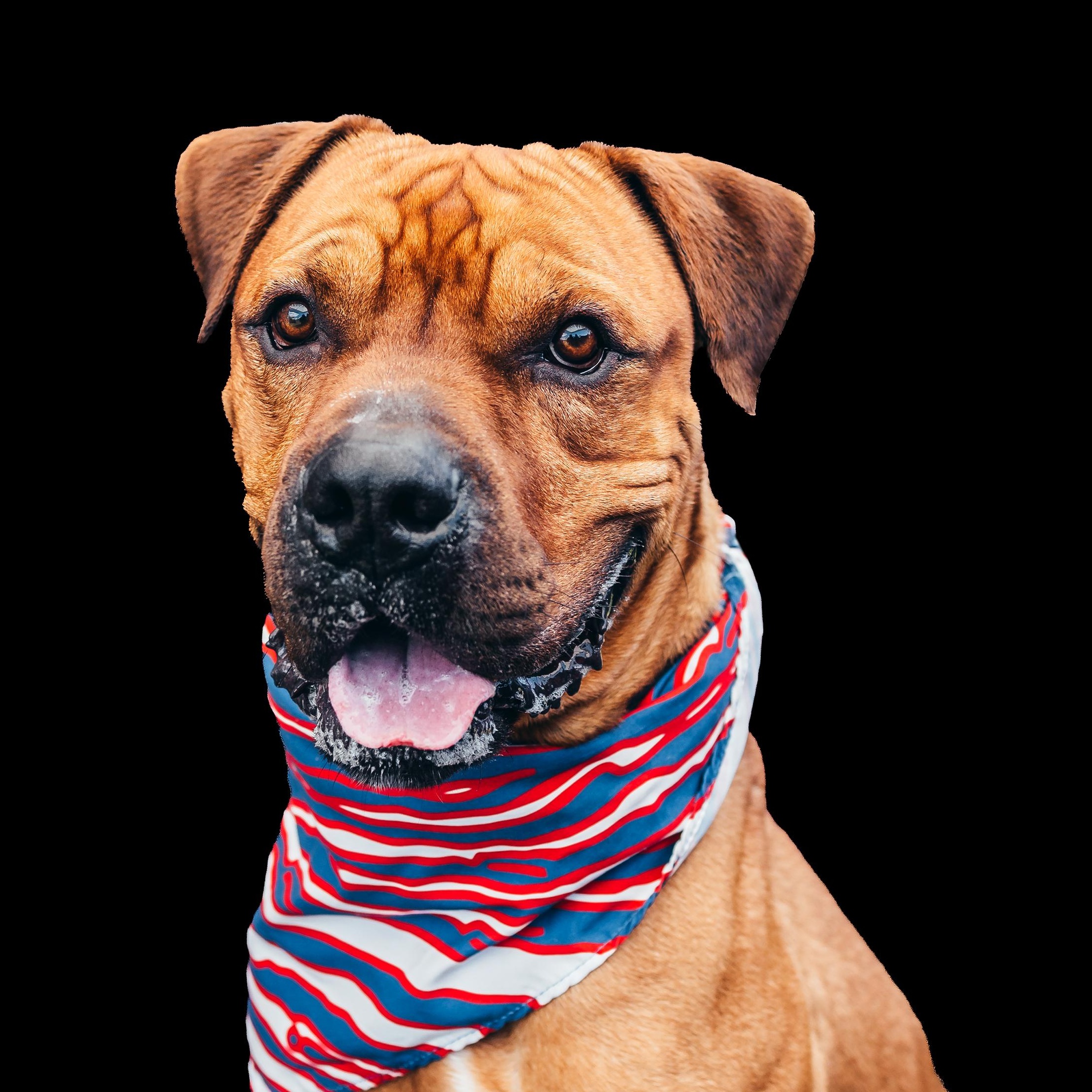 Fred, ADOPTABLE, Young Male American Bully & Boxer.
