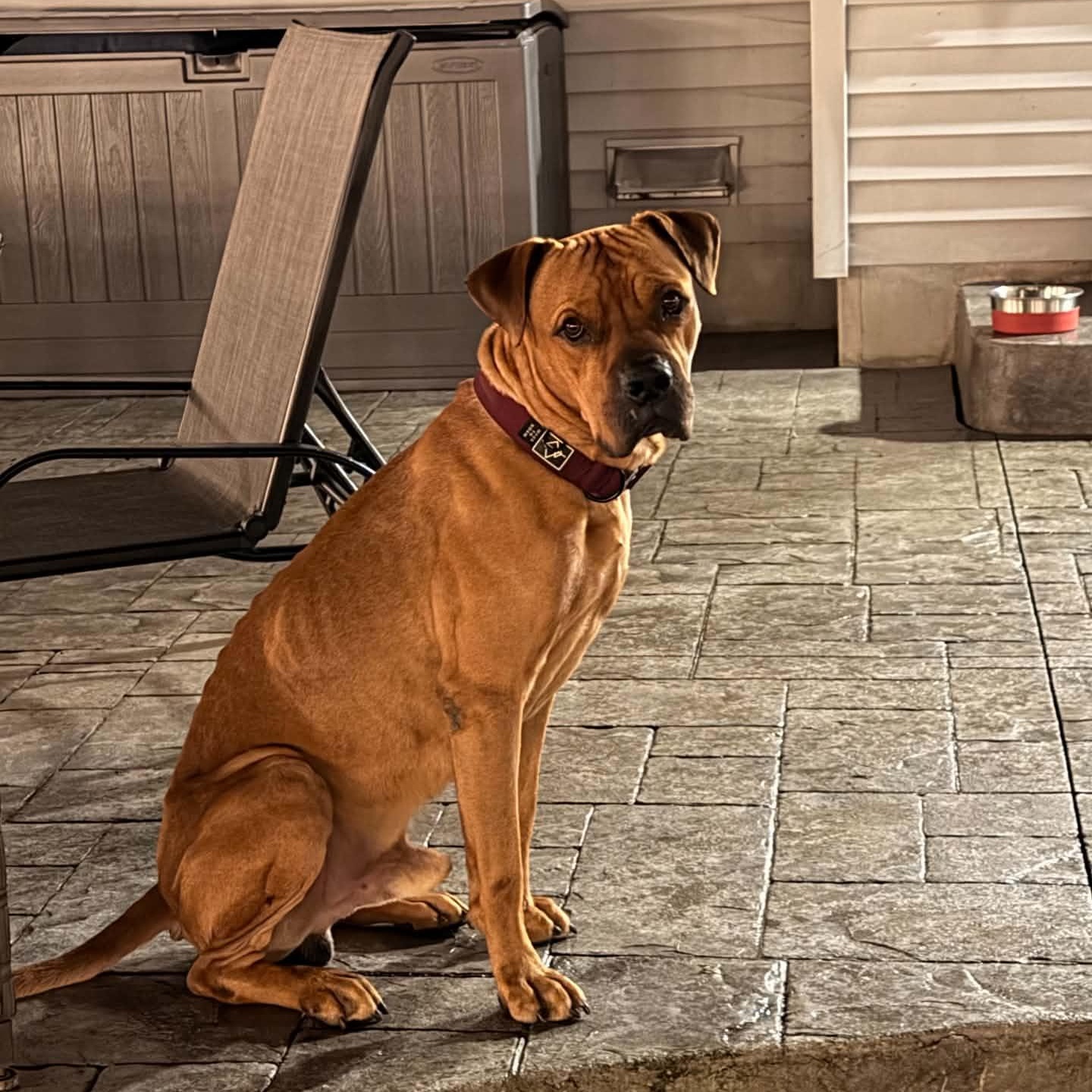 Enlarge Fred, a Adoptable mixed breed in Buffalo, NY image 4/6