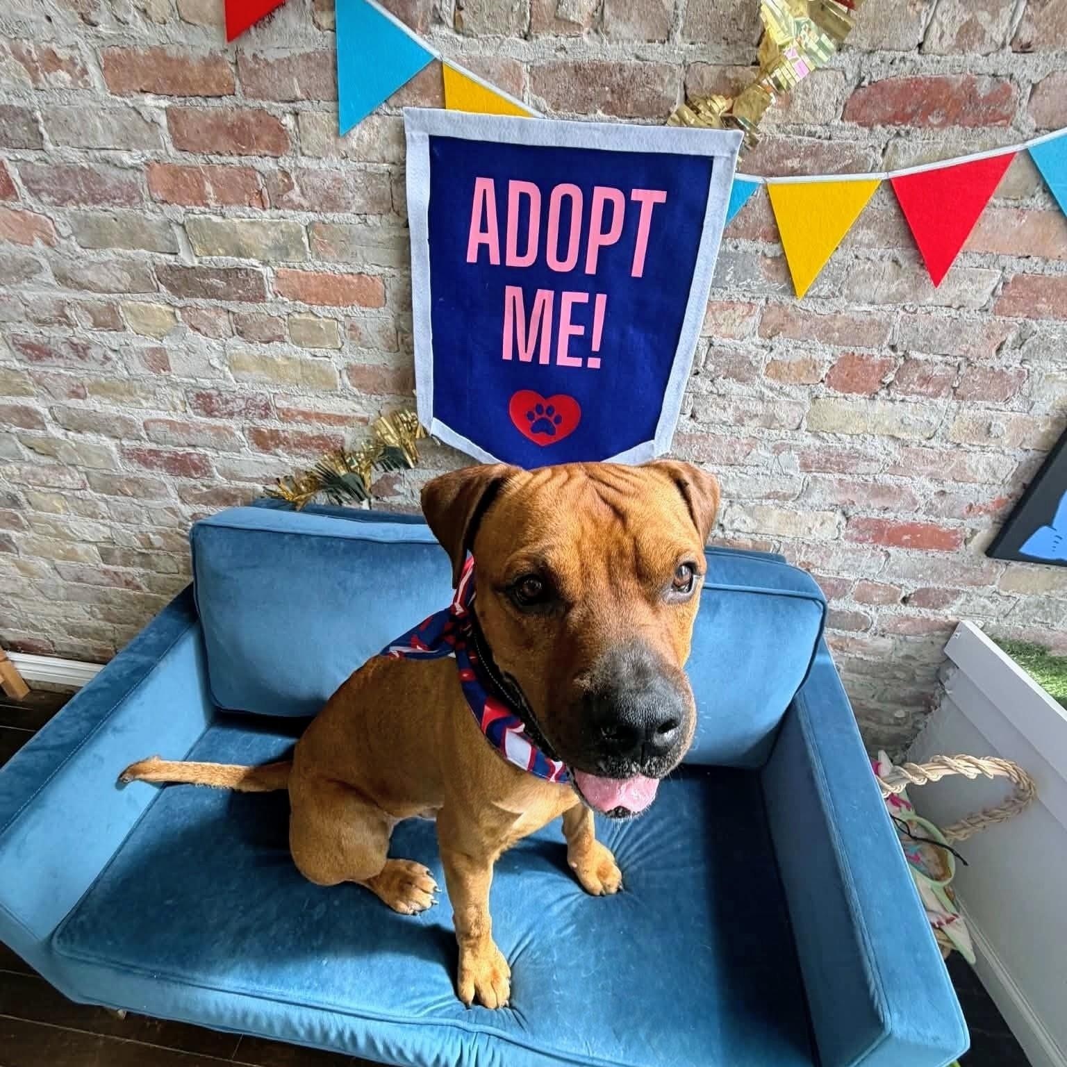 Enlarge Fred, a Adoptable mixed breed in Buffalo, NY image 5/6