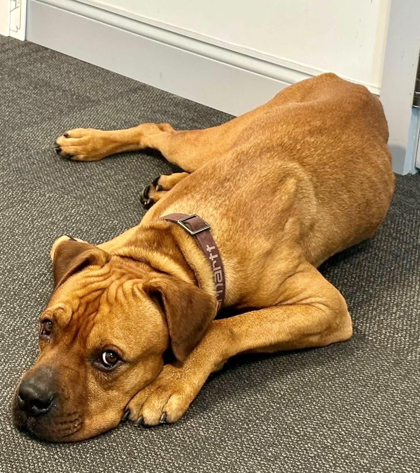 Fred, a ADOPTABLE mixed breed in Buffalo, NY image 6/6
