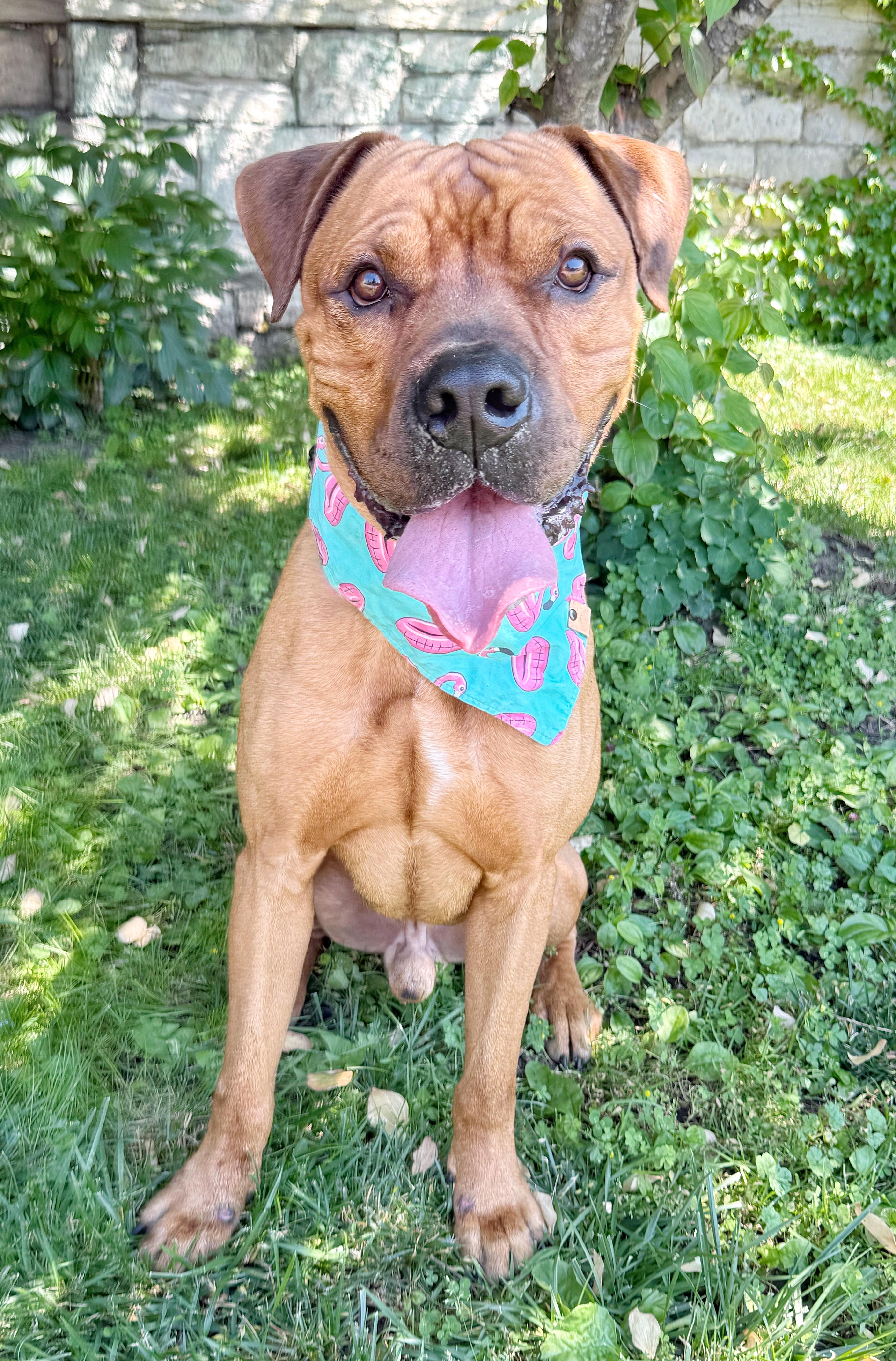 Enlarge Fred, a ADOPTABLE mixed breed in Buffalo, NY image 6/6