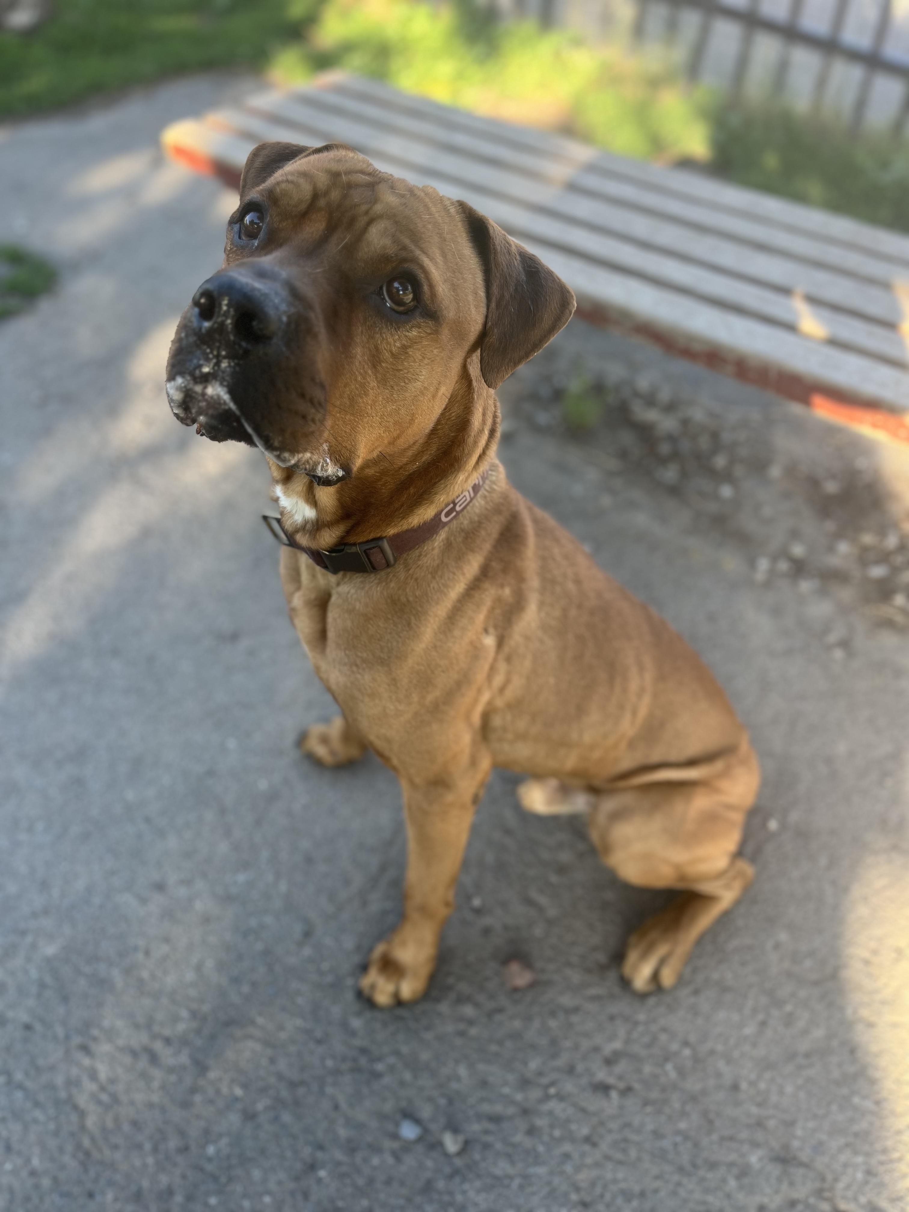 Enlarge Fred, a ADOPTABLE mixed breed in Buffalo, NY image 2/6