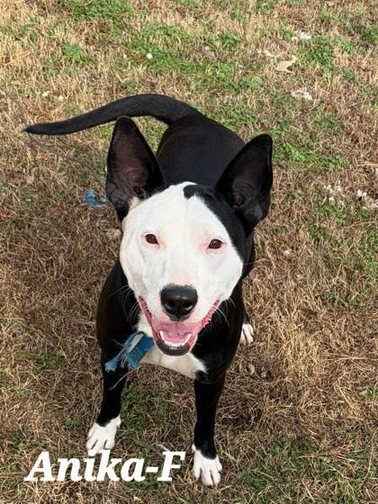 Anika, Adoptable, Adult Female Pit Bull Terrier & Mixed Breed.