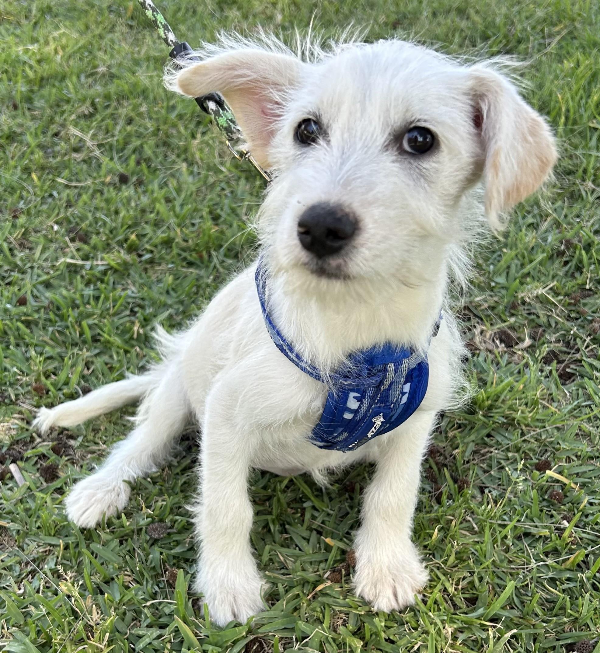 LILY, adopted, Puppy Female Parson Russell Terrier & Miniature Schnauzer.