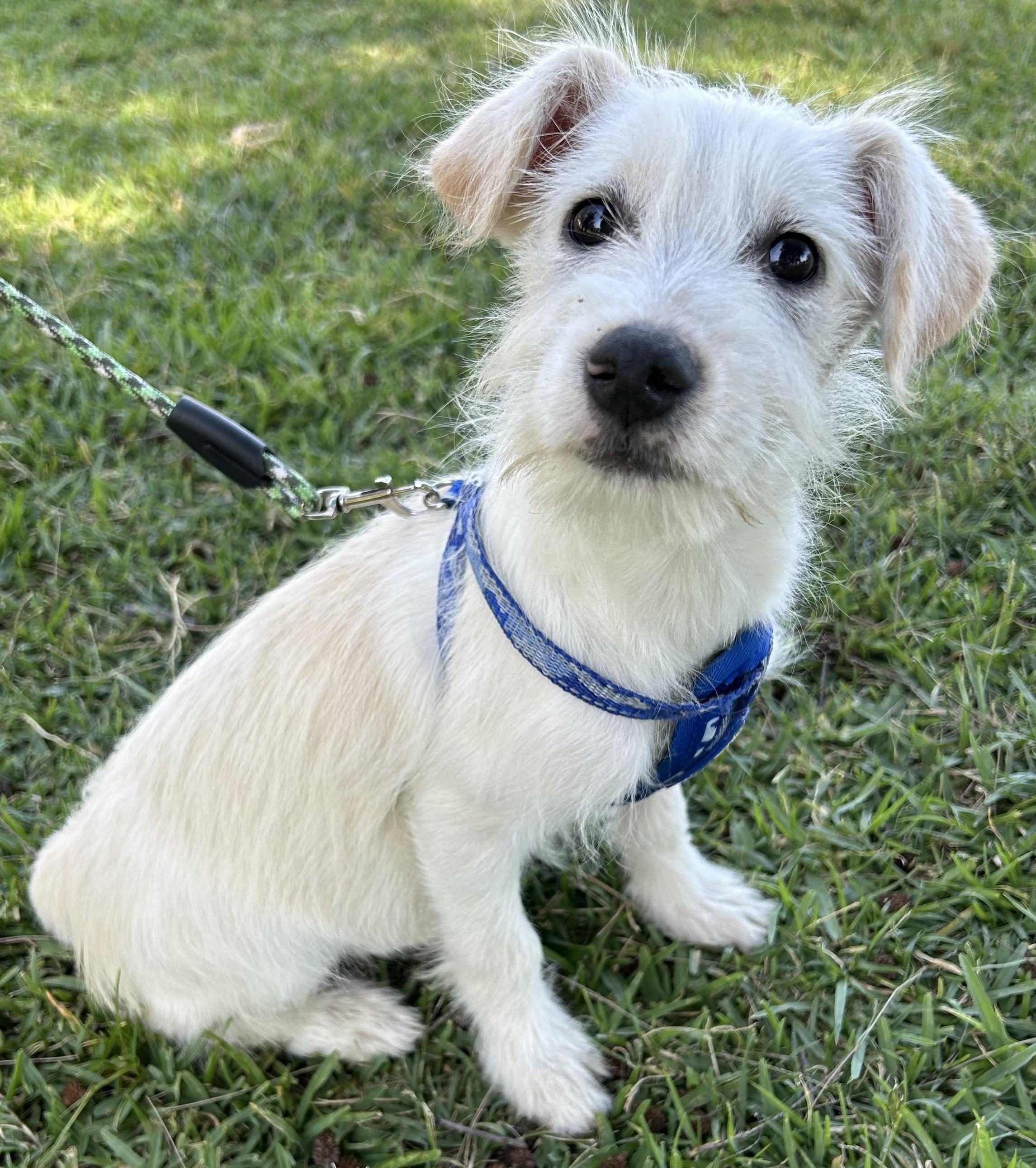 Enlarge LILY, an adopted mixed breed in Bell Gardens, CA image 2/6