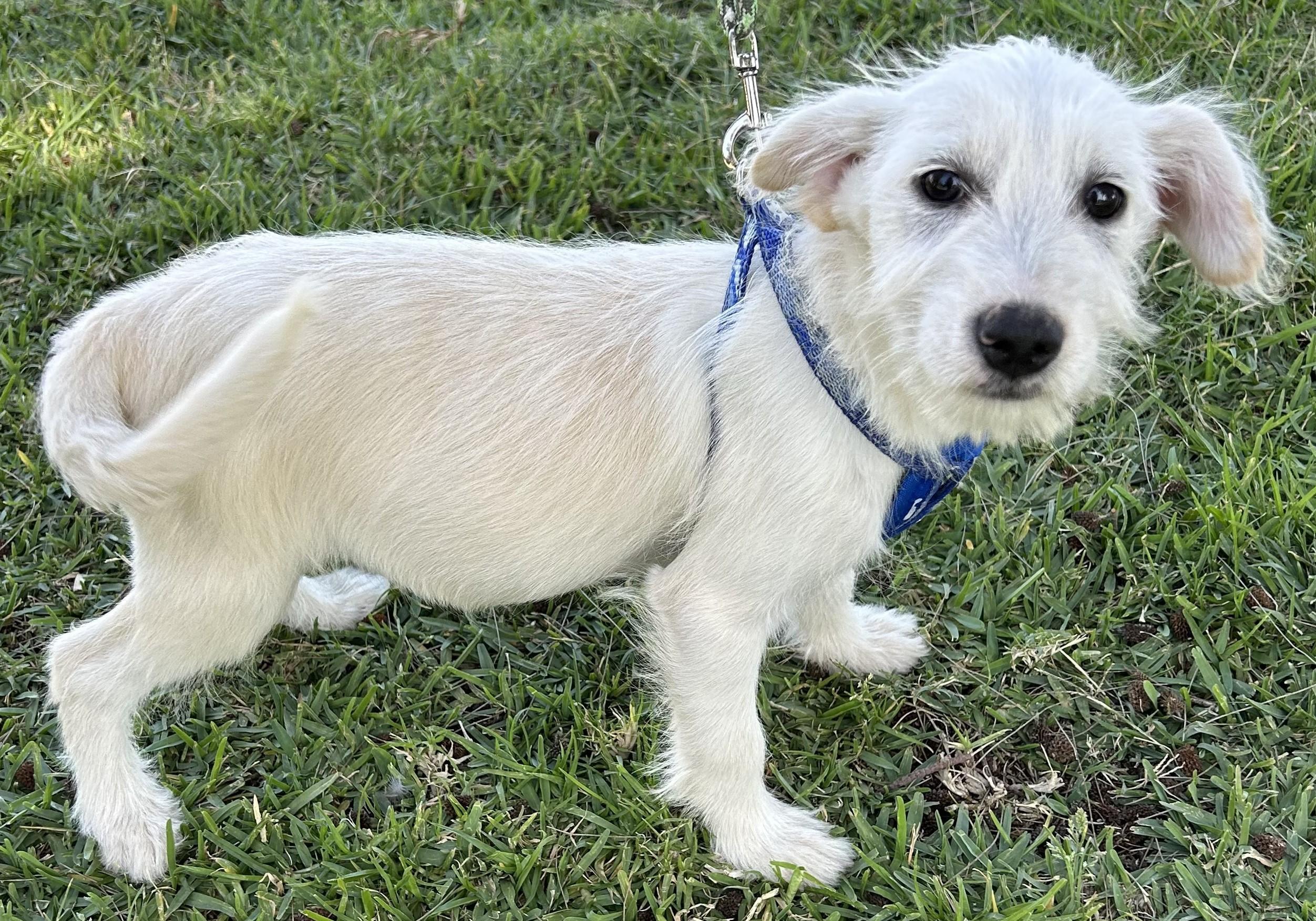 Enlarge LILY, an adopted mixed breed in Bell Gardens, CA image 5/6