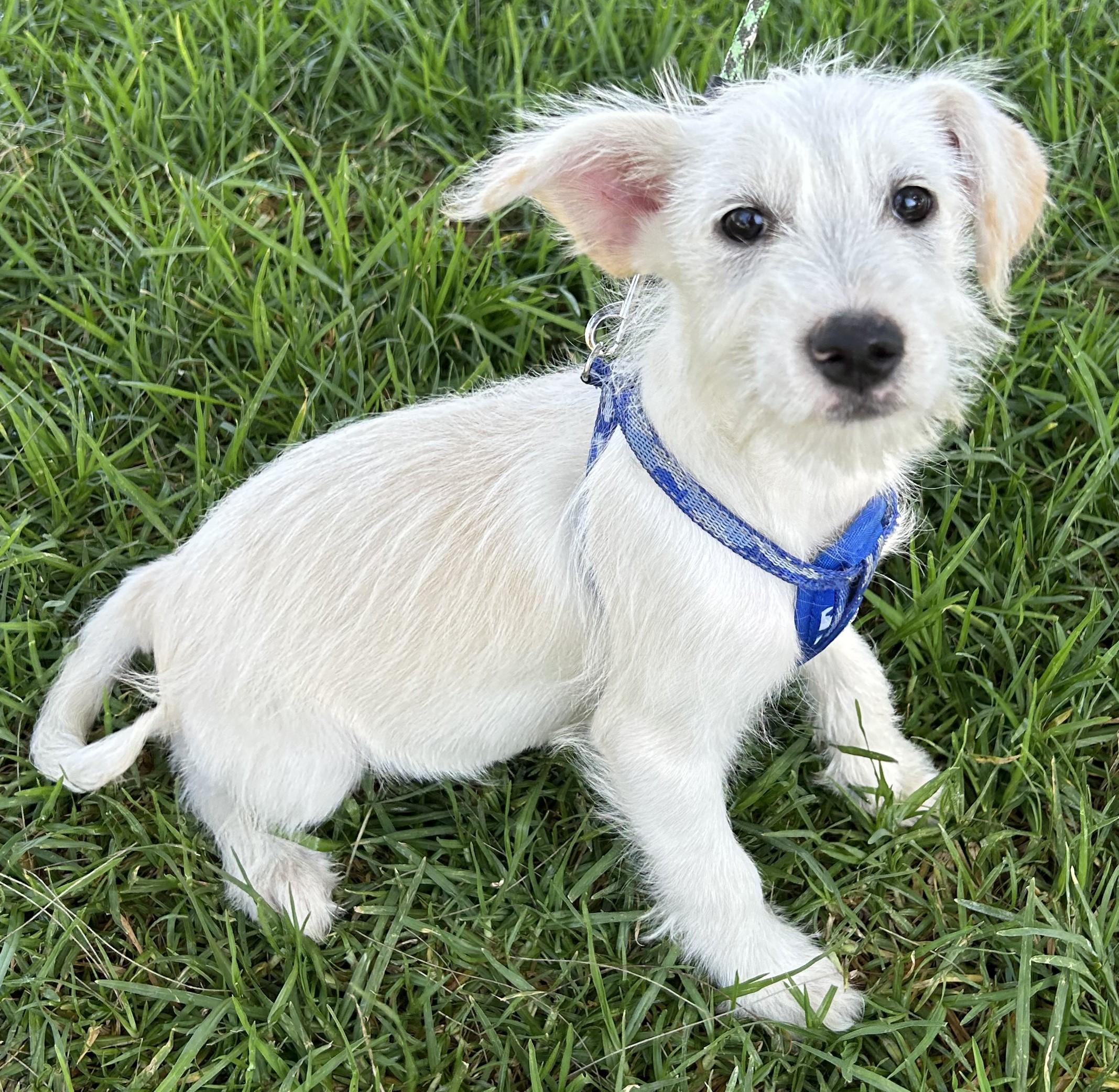 Enlarge LILY, an adopted mixed breed in Bell Gardens, CA image 3/6