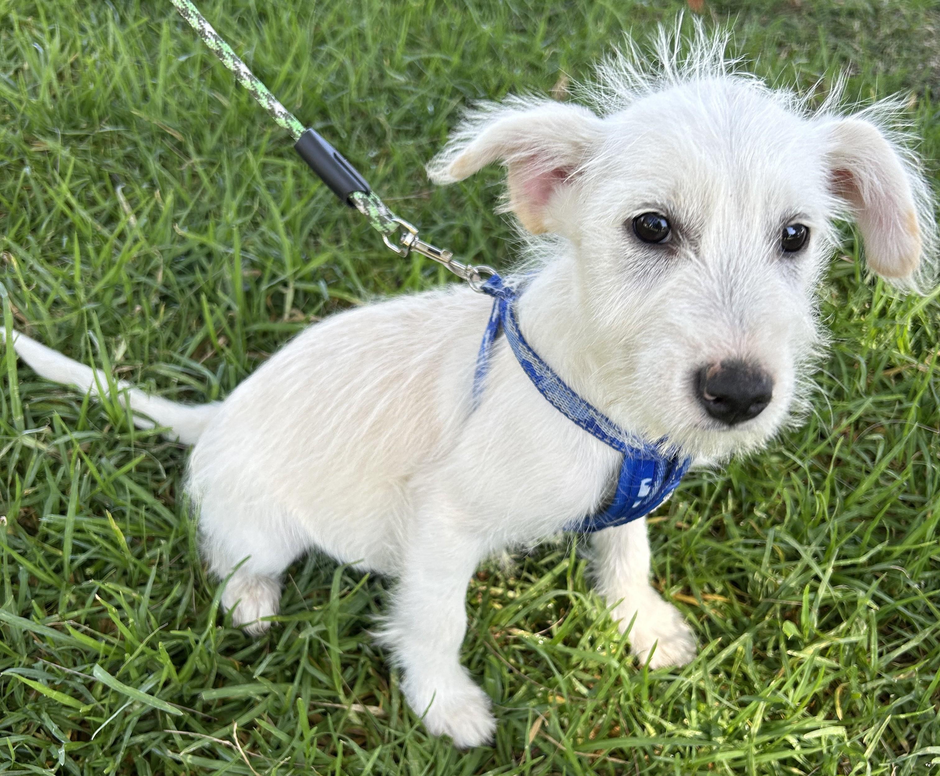Enlarge LILY, an adopted mixed breed in Bell Gardens, CA image 6/6