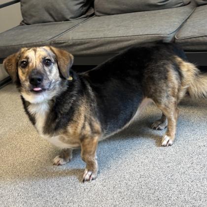 Enlarge Skippy, a ADOPTABLE Mixed Breed in Lansing, MI image 2/3