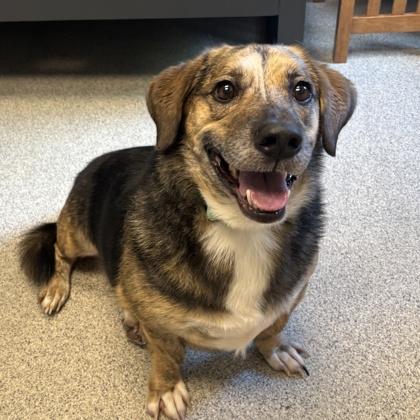 Enlarge Skippy, a ADOPTABLE Mixed Breed in Lansing, MI image 1/3