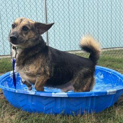 Enlarge Skippy, a ADOPTABLE Mixed Breed in Lansing, MI image 3/3