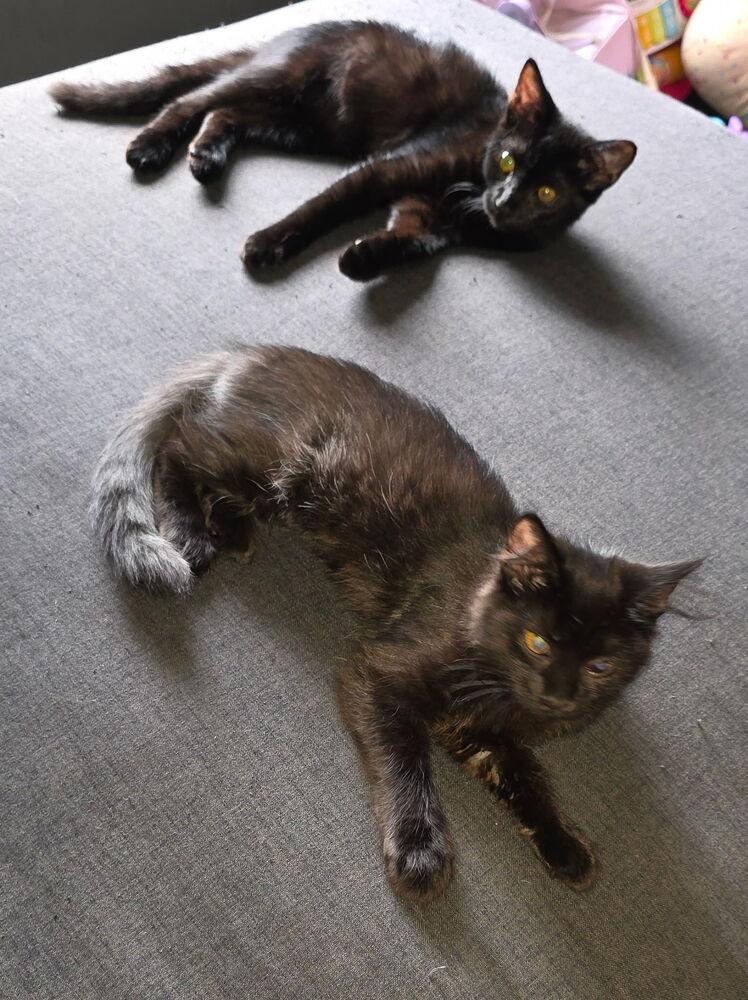 Enlarge Wink, a Adoptable Domestic Medium Hair in DELTONA, FL image 1/6