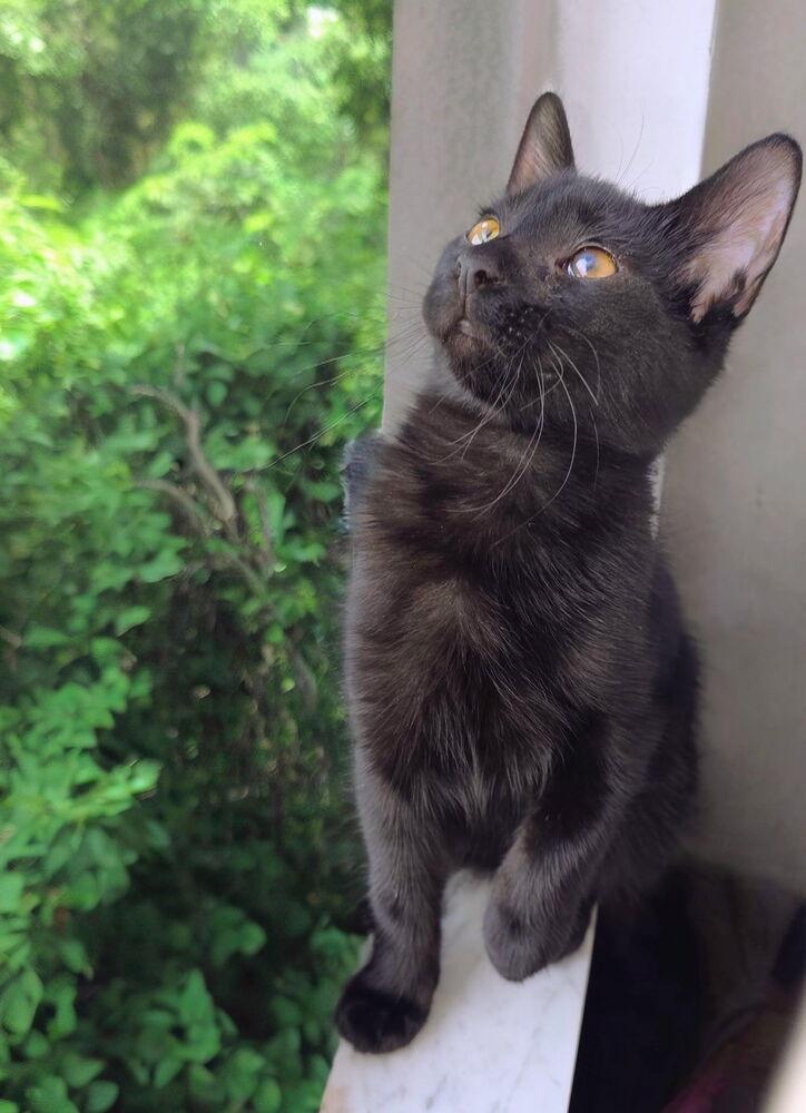 Enlarge Wink, a Adoptable Domestic Medium Hair in DELTONA, FL image 2/6