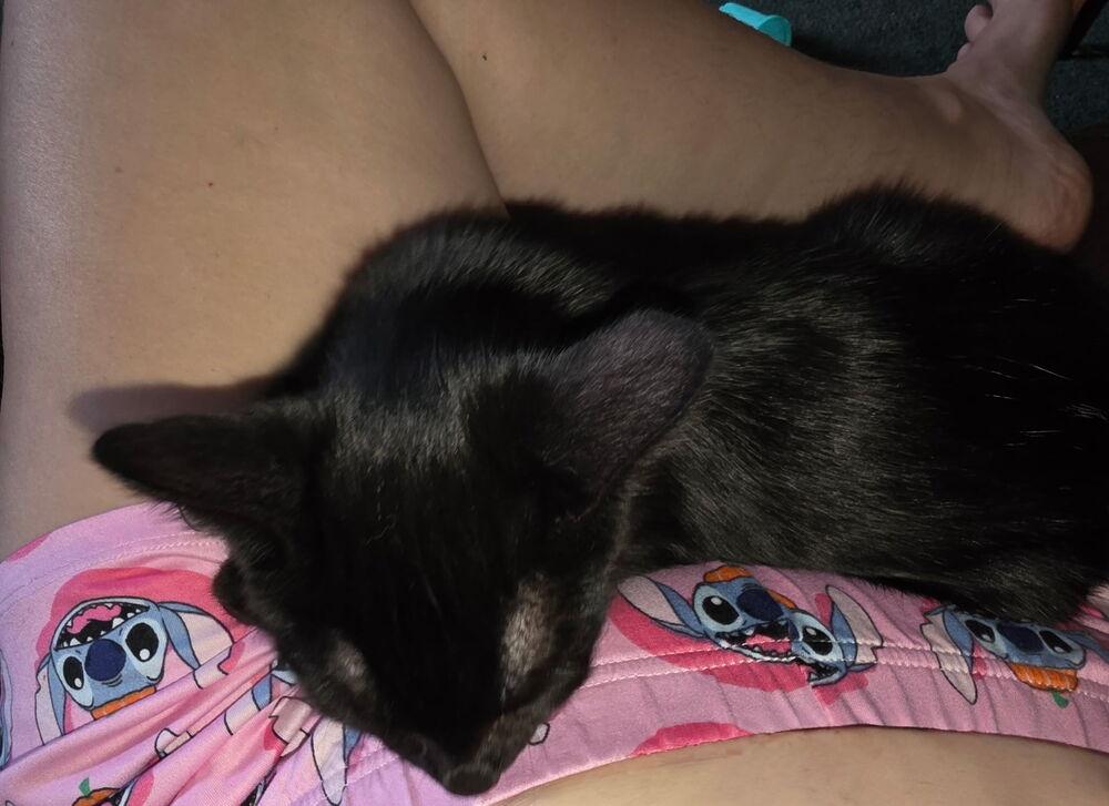 Enlarge Wink, a Adoptable Domestic Medium Hair in DELTONA, FL image 3/6