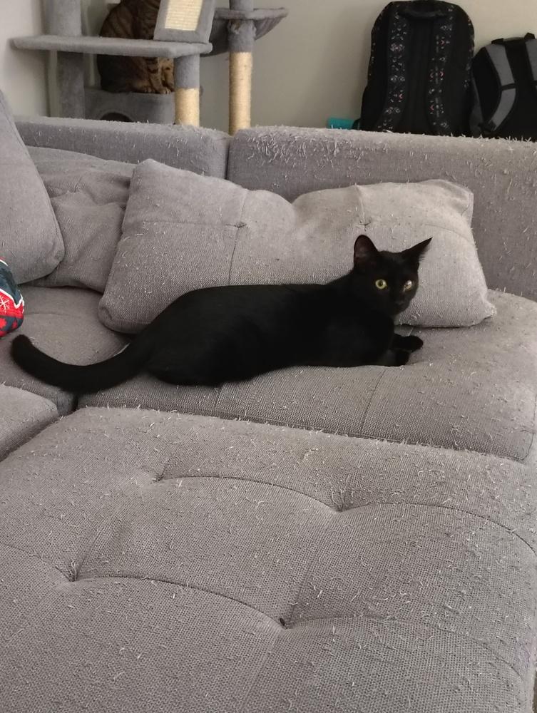 Enlarge Wink, a Adoptable Domestic Medium Hair in DELTONA, FL image 1/6