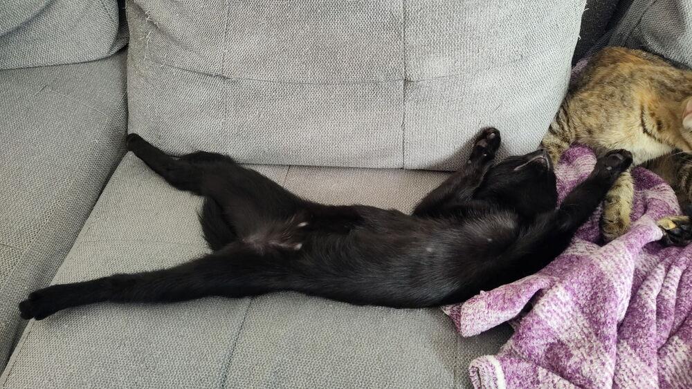 Enlarge Wink, a Adoptable Domestic Medium Hair in DELTONA, FL image 2/6