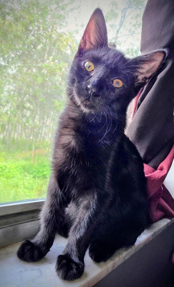 Enlarge Wink, a Adoptable Domestic Medium Hair in DELTONA, FL image 4/6